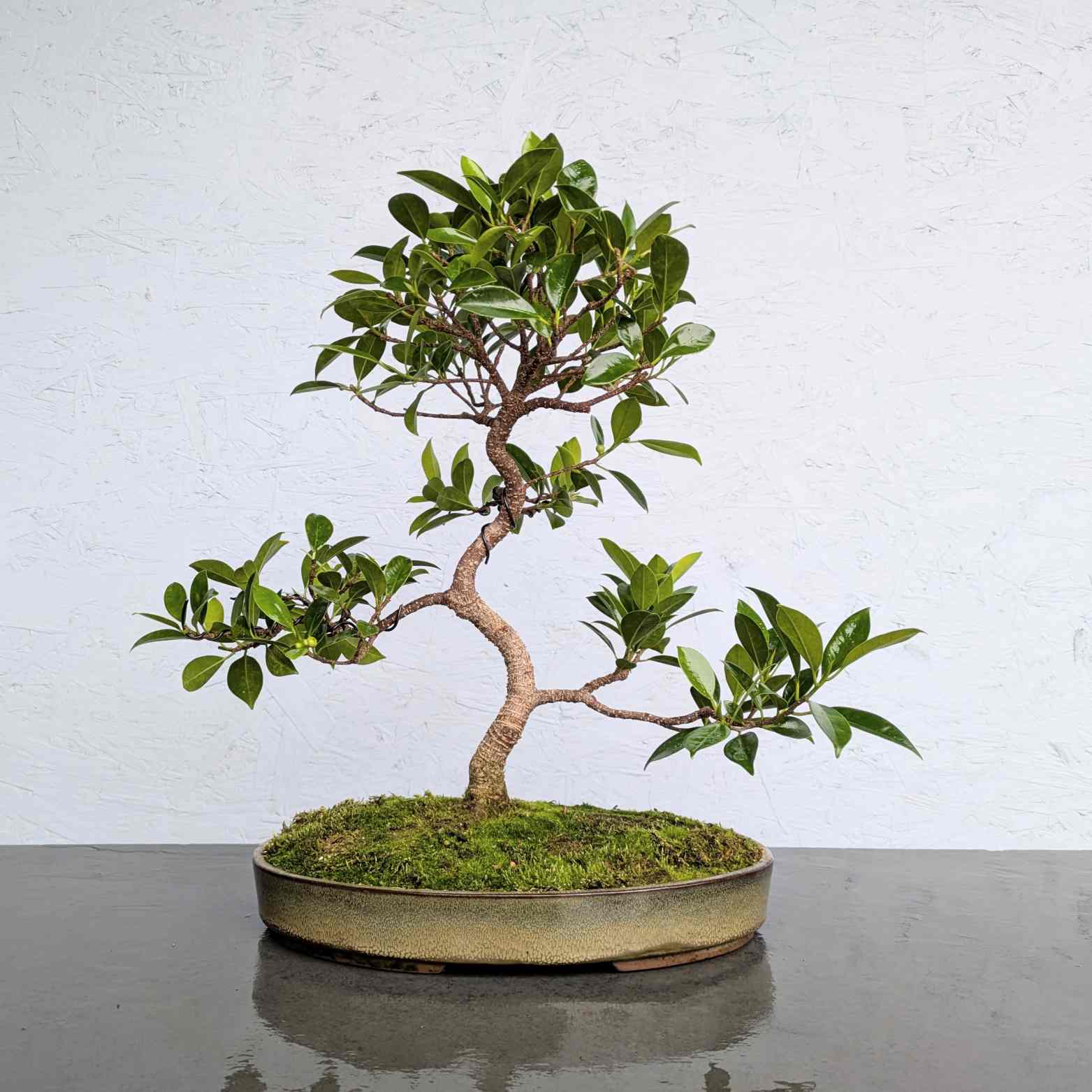 Tiger Bark Ficus
