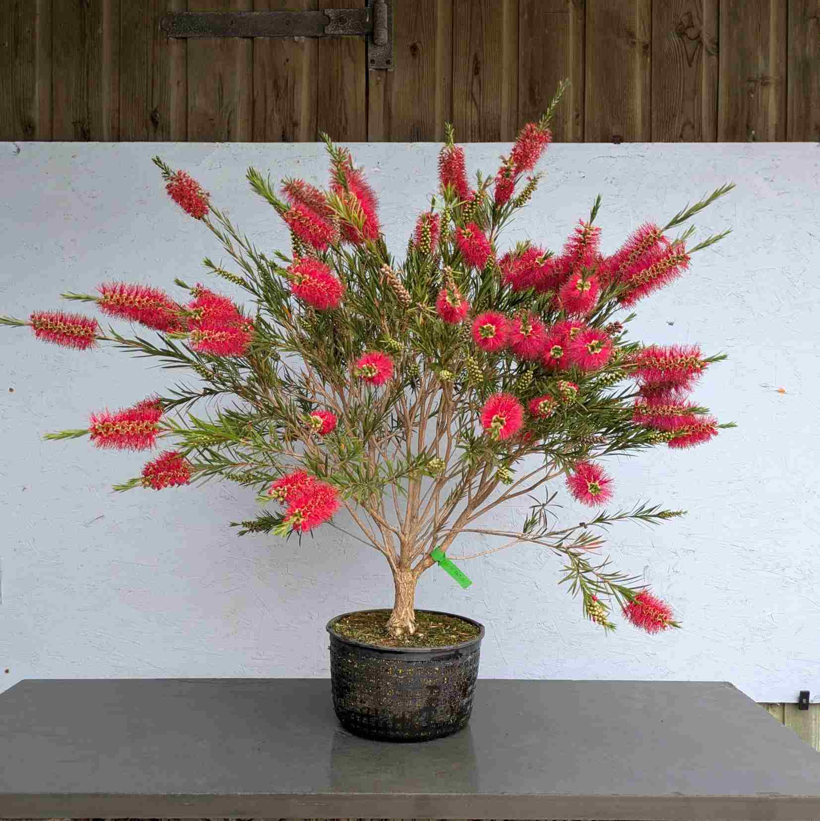 Bottlebrush