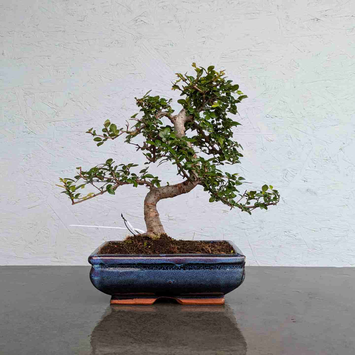 Chinese Elm