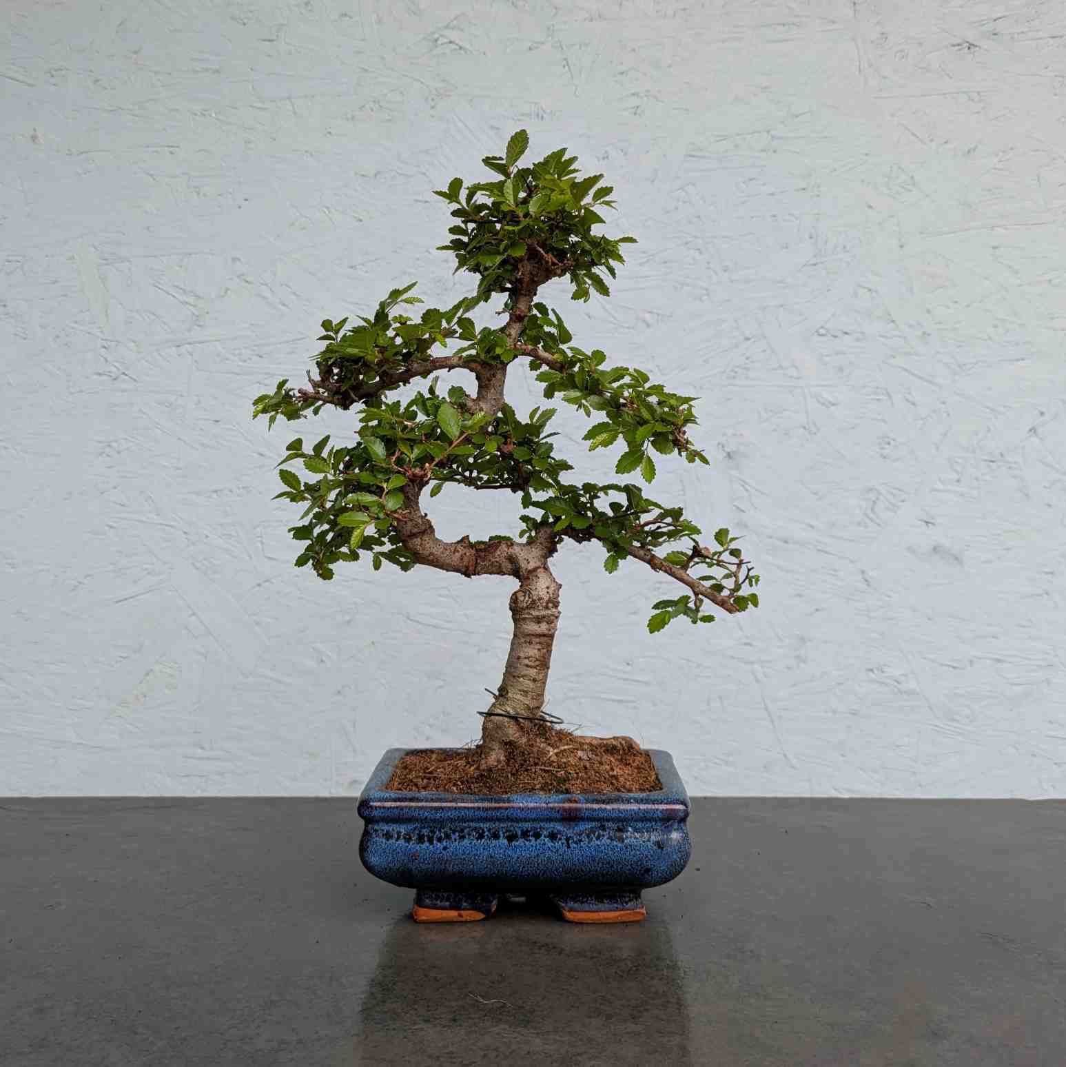 Chinese Elm