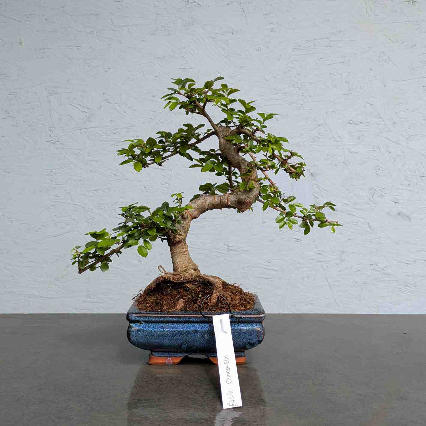 Chinese Elm