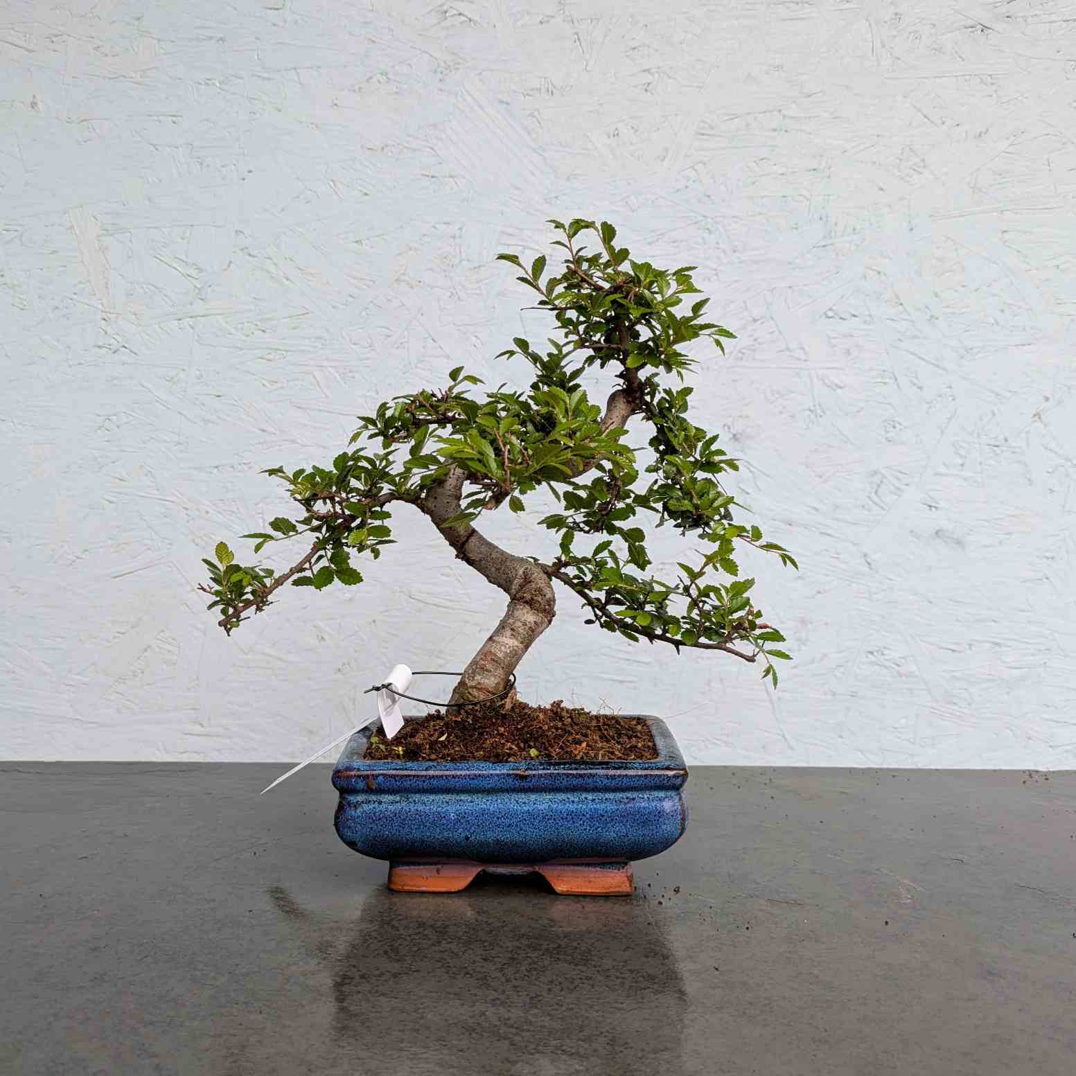 Chinese Elm