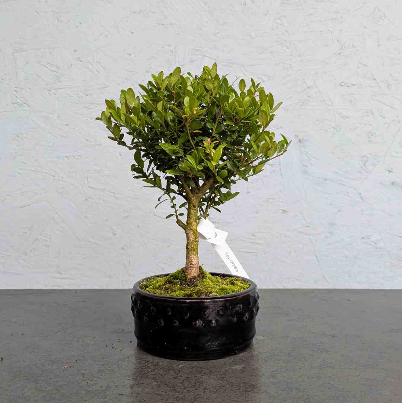 Japanese Holly