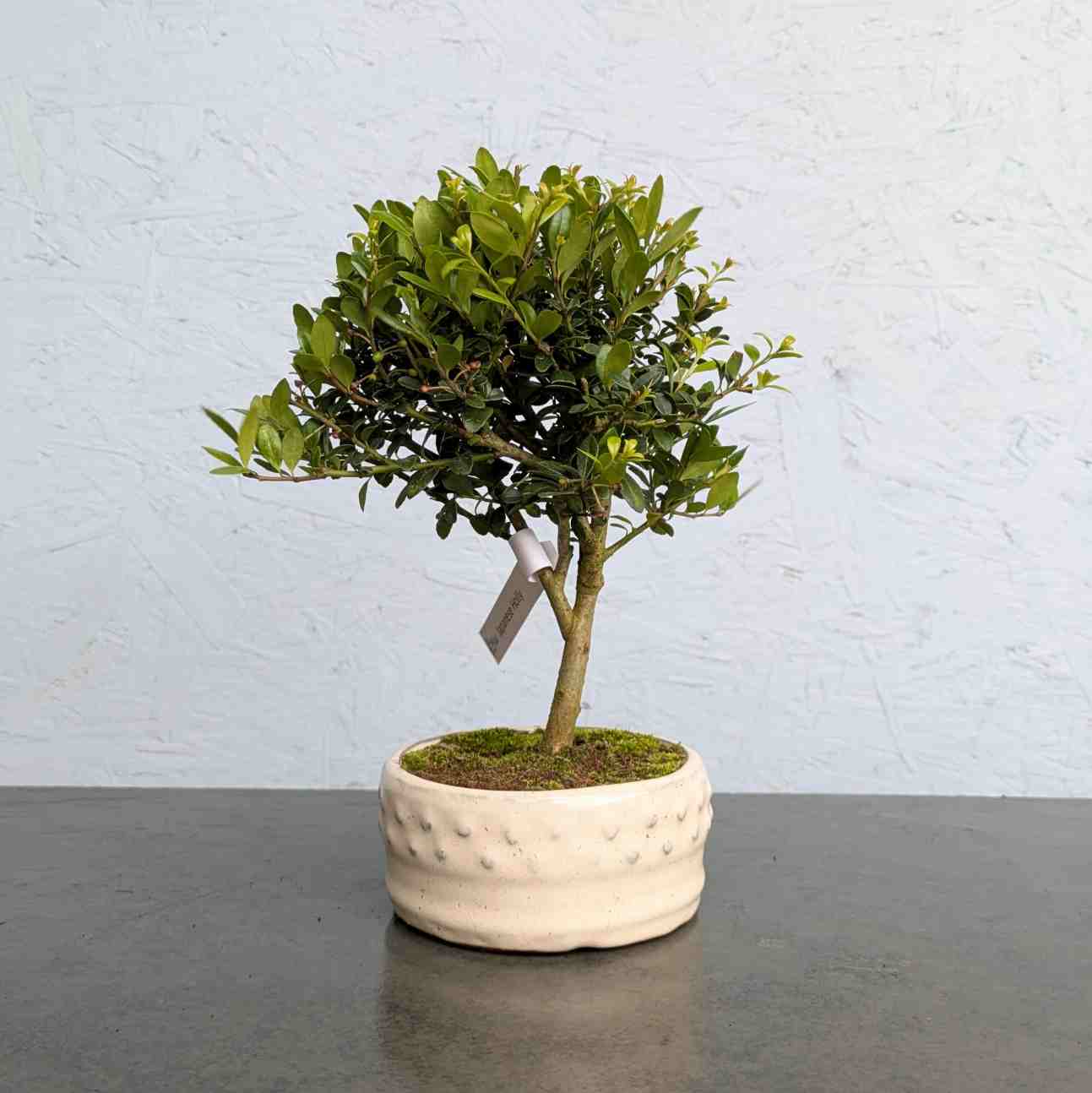 Japanese Holly