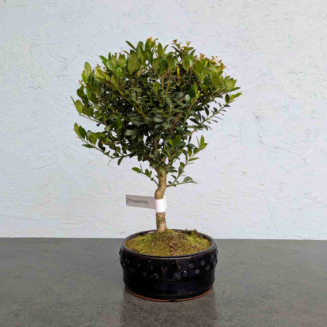 Japanese Holly