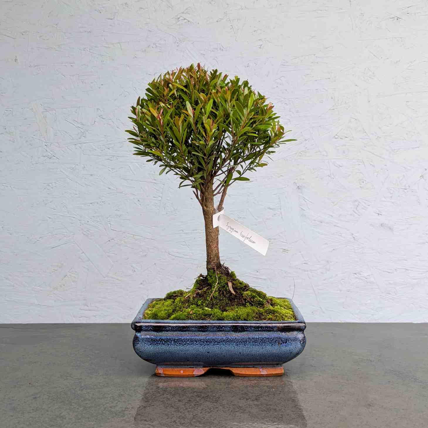 Syzygium