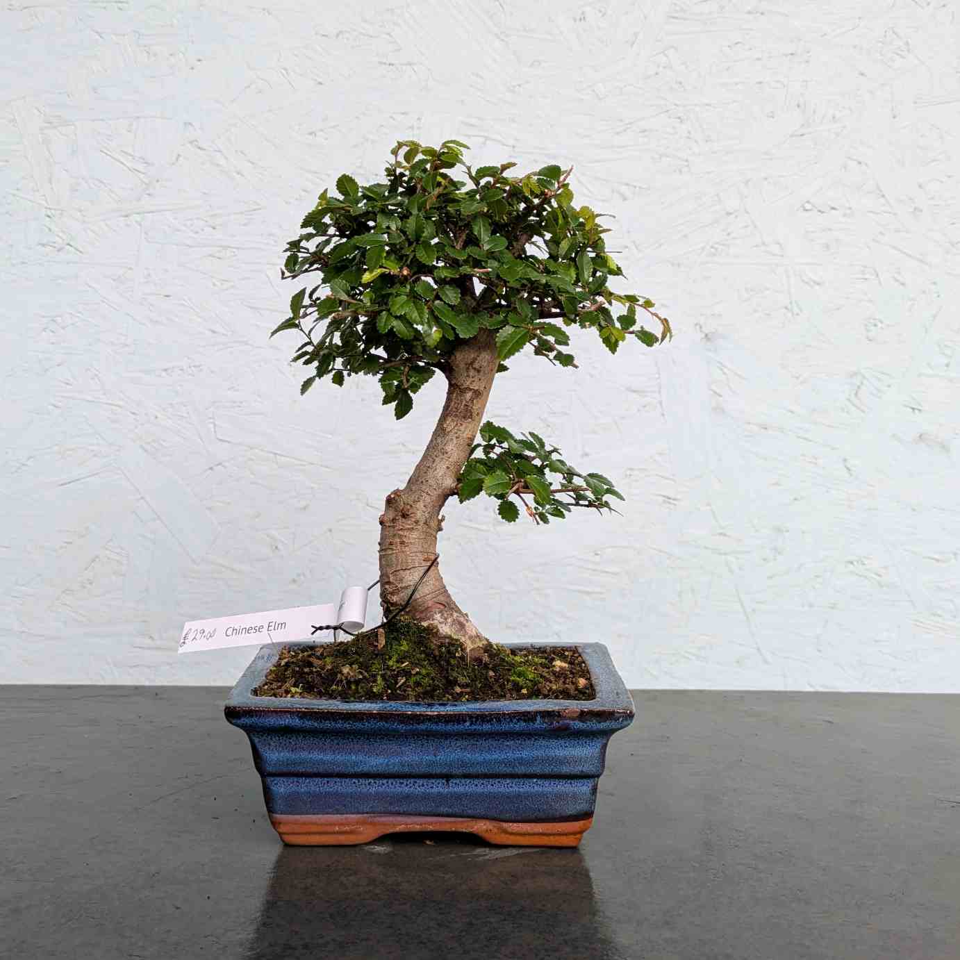 Chinese Elm