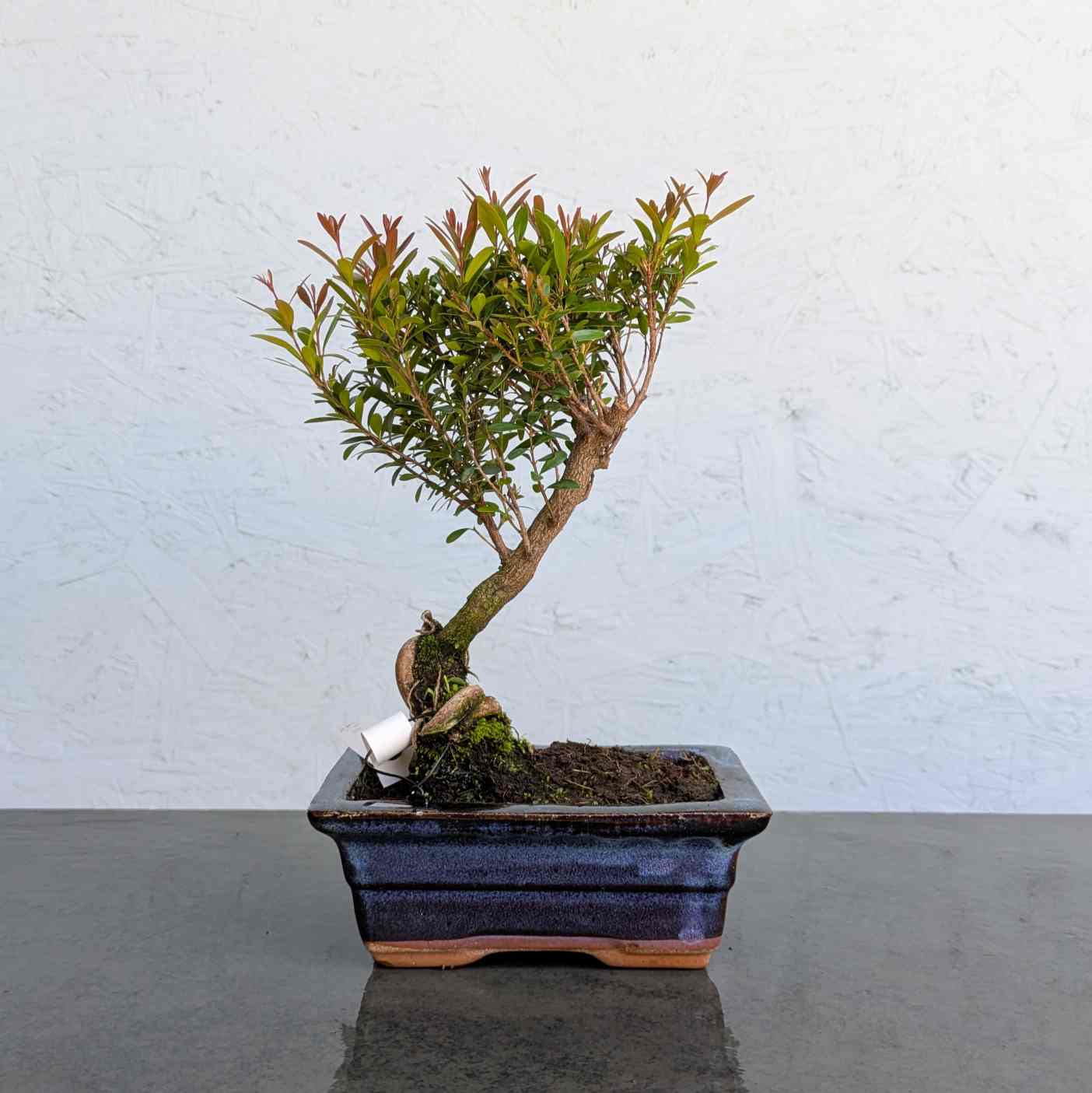 Syzygium