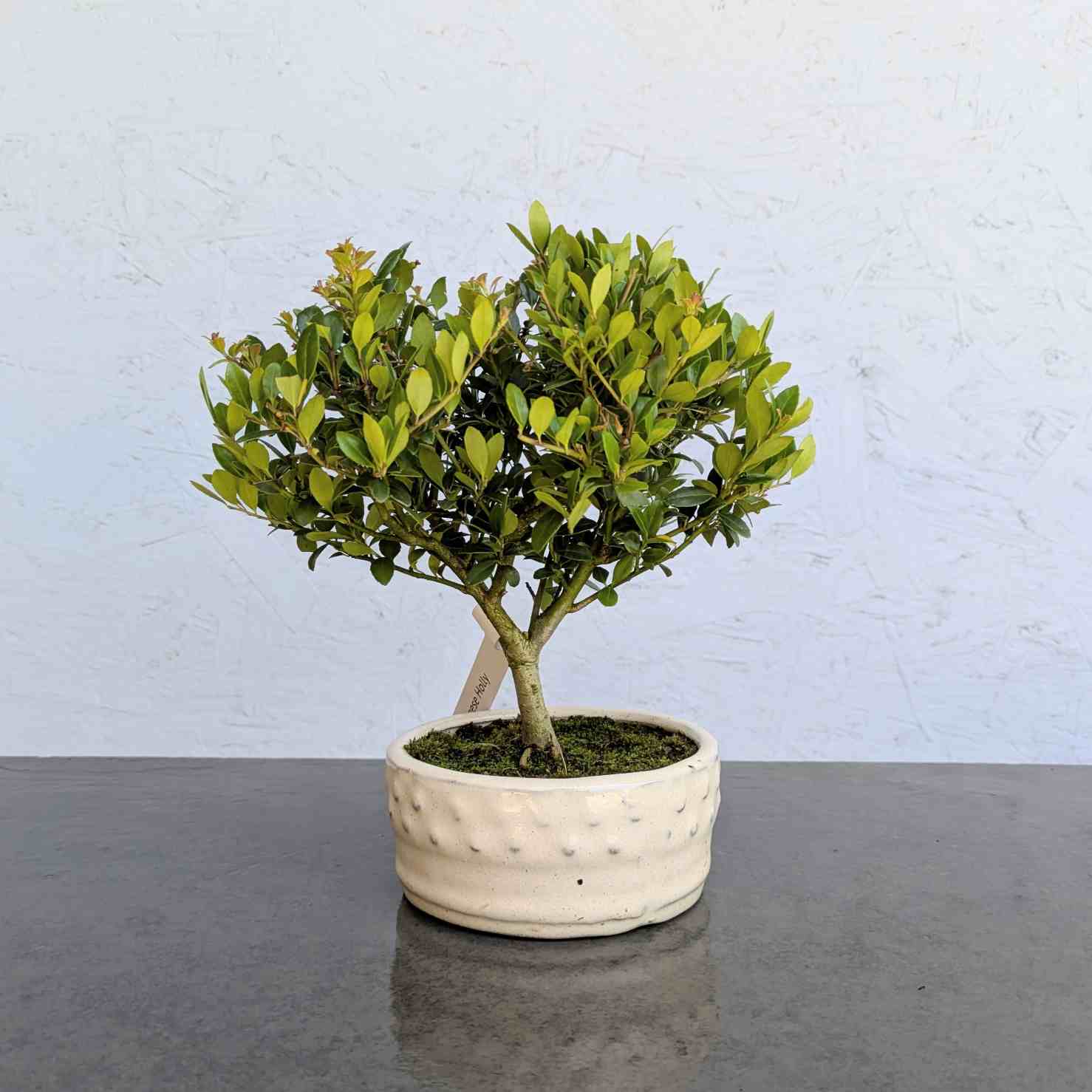 Japanese Holly