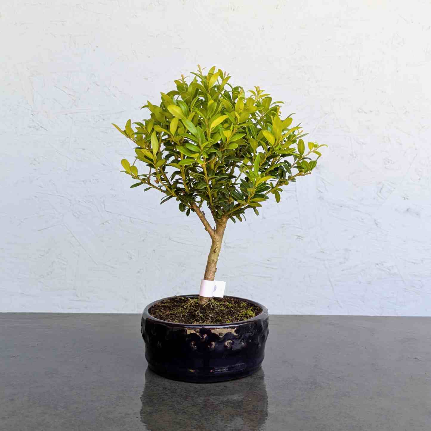 Japanese Holly