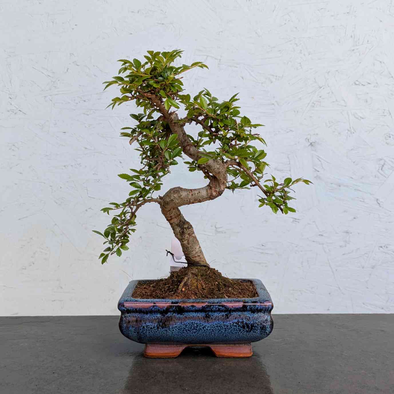 Chinese Elm