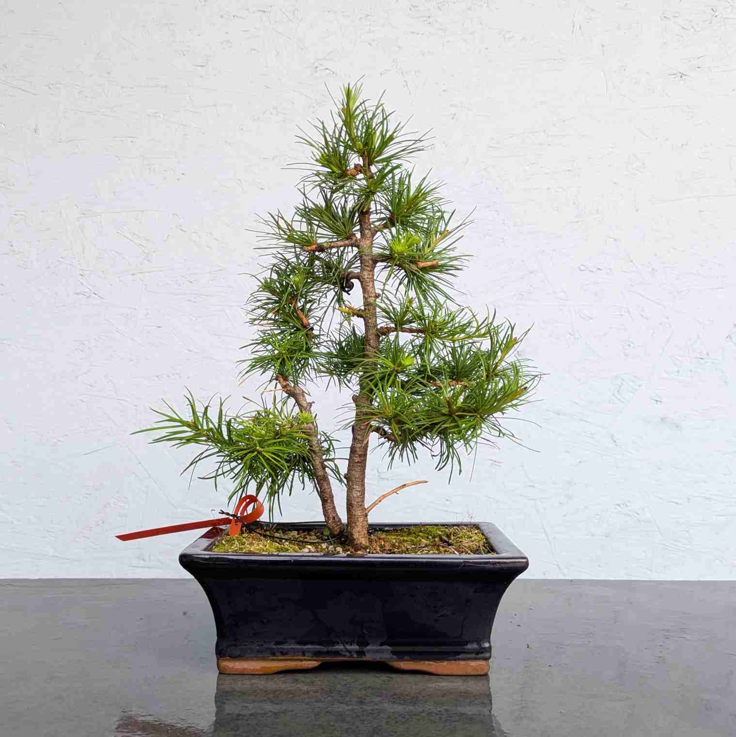 European Larch