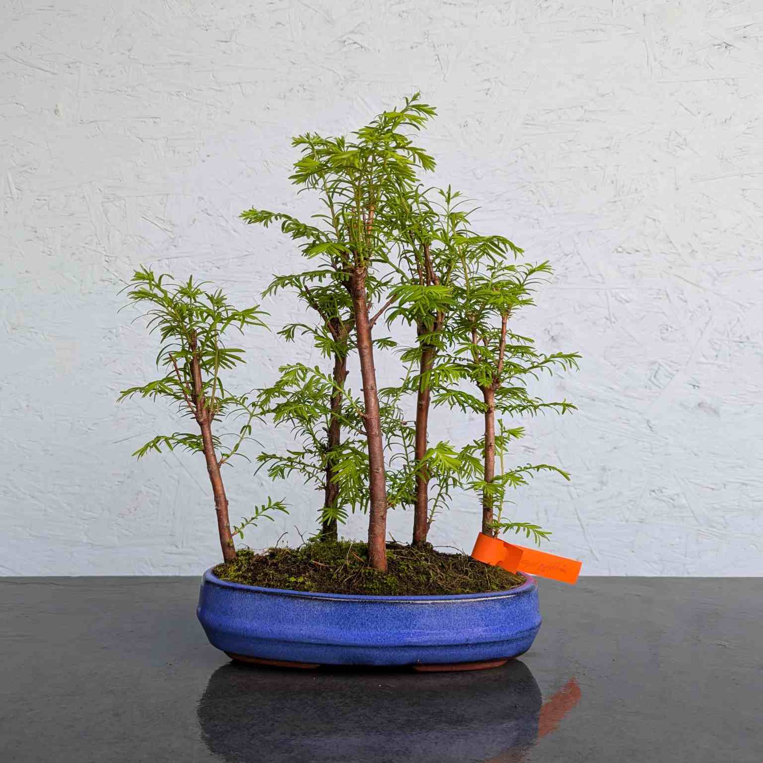 Dawn Redwood Group