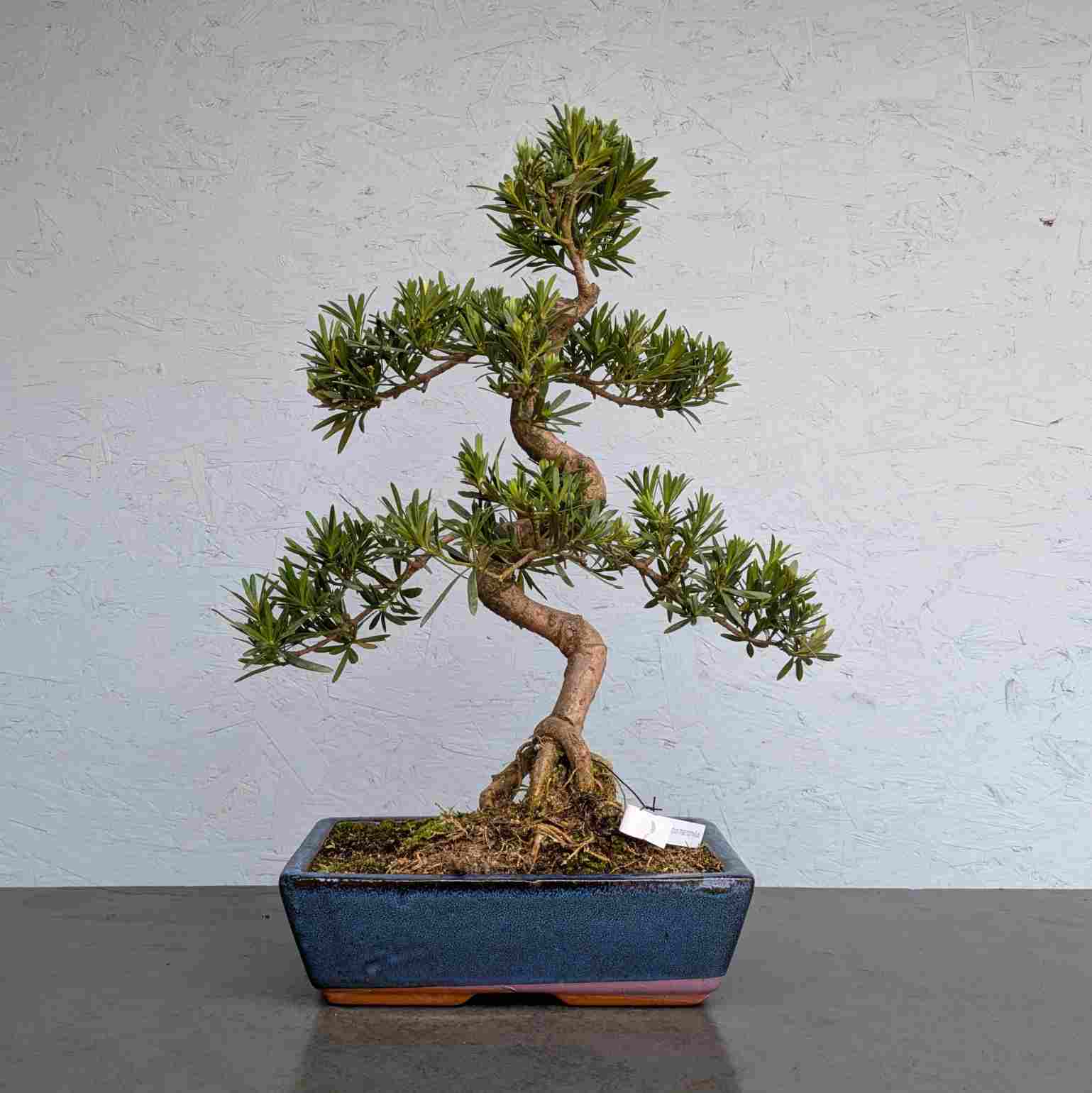 Buddhist Pine