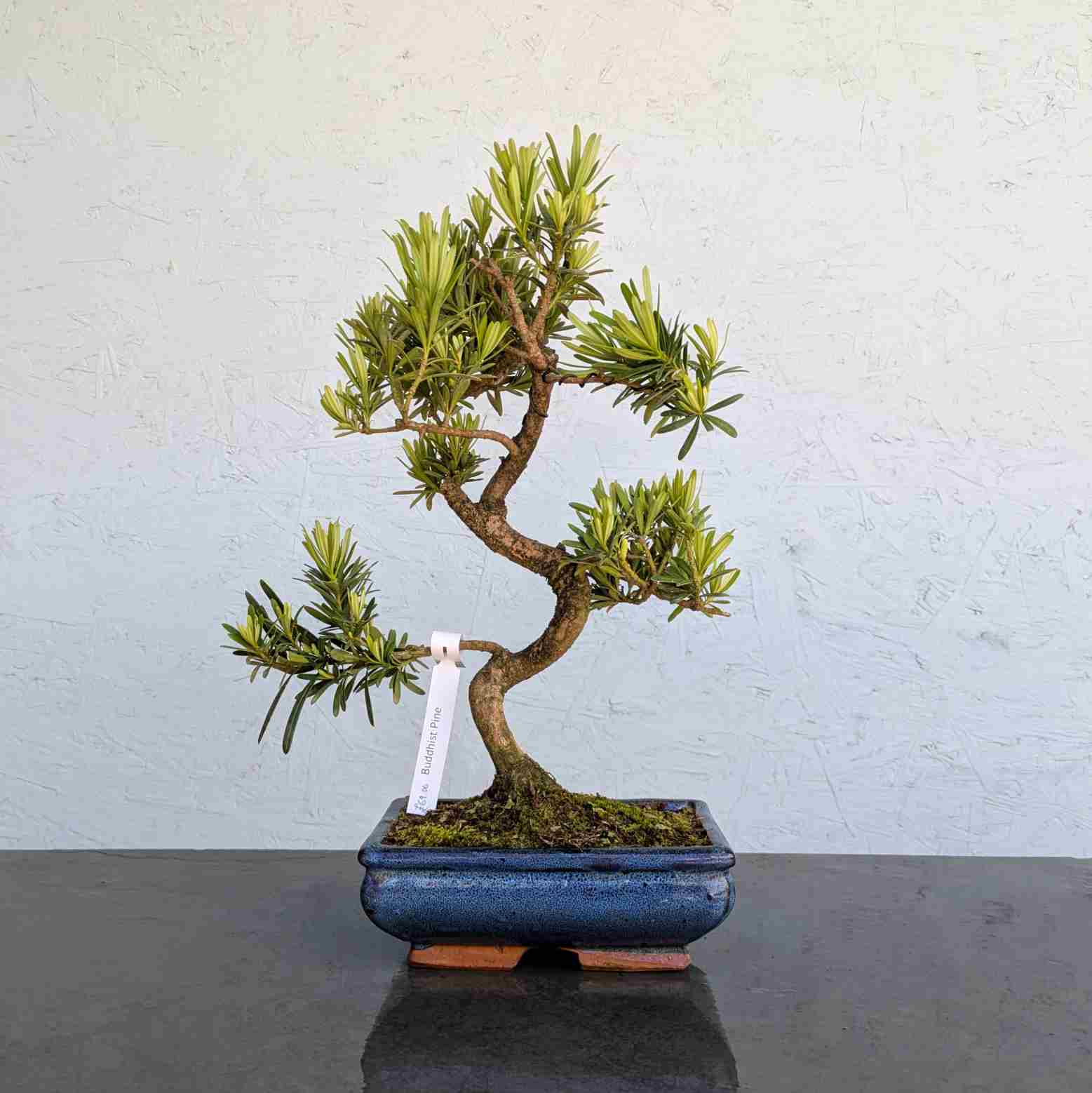 Buddhist Pine
