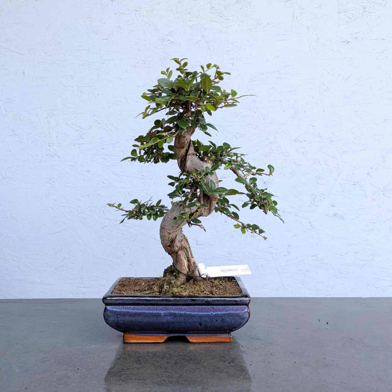 Chinese Elm