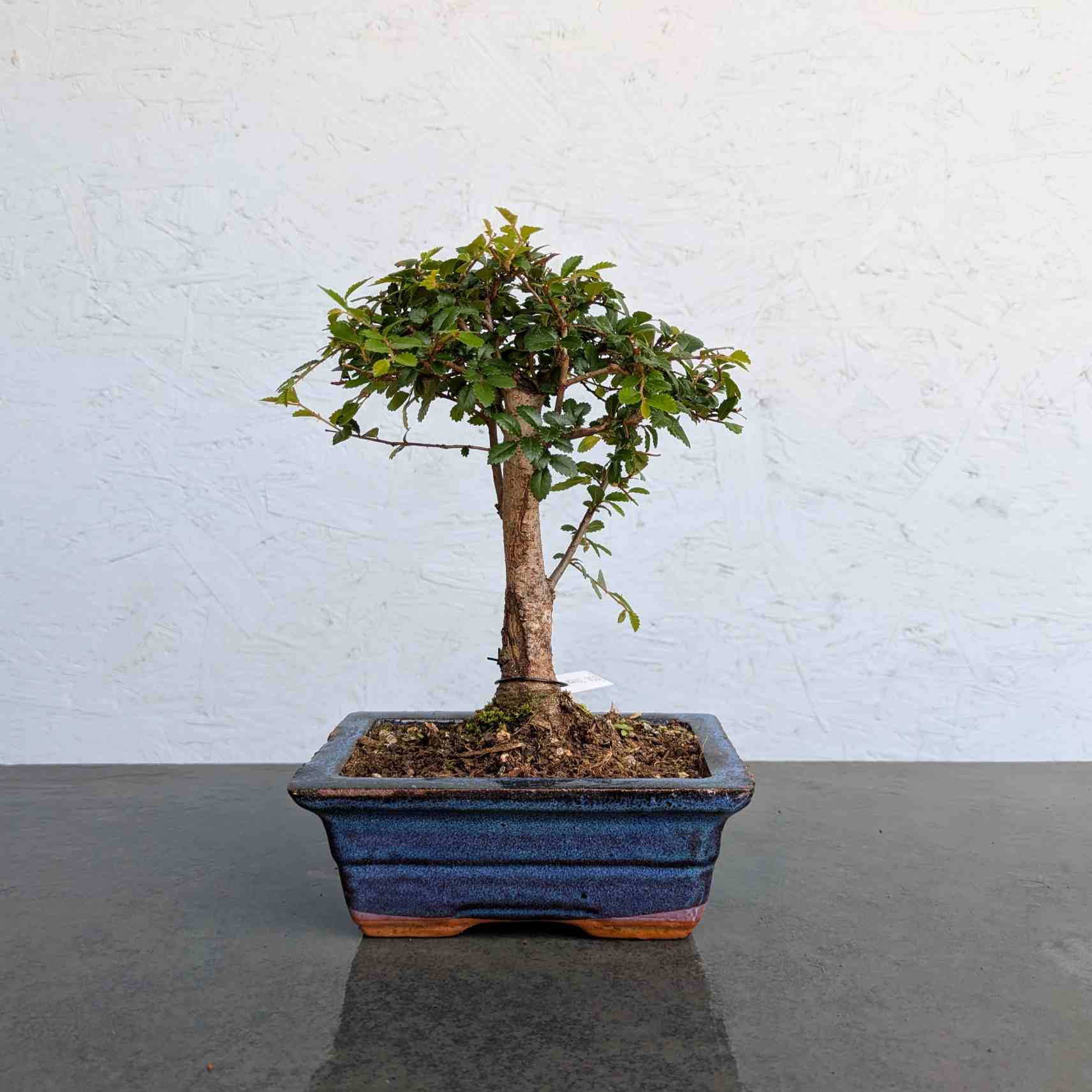 Chinese Elm