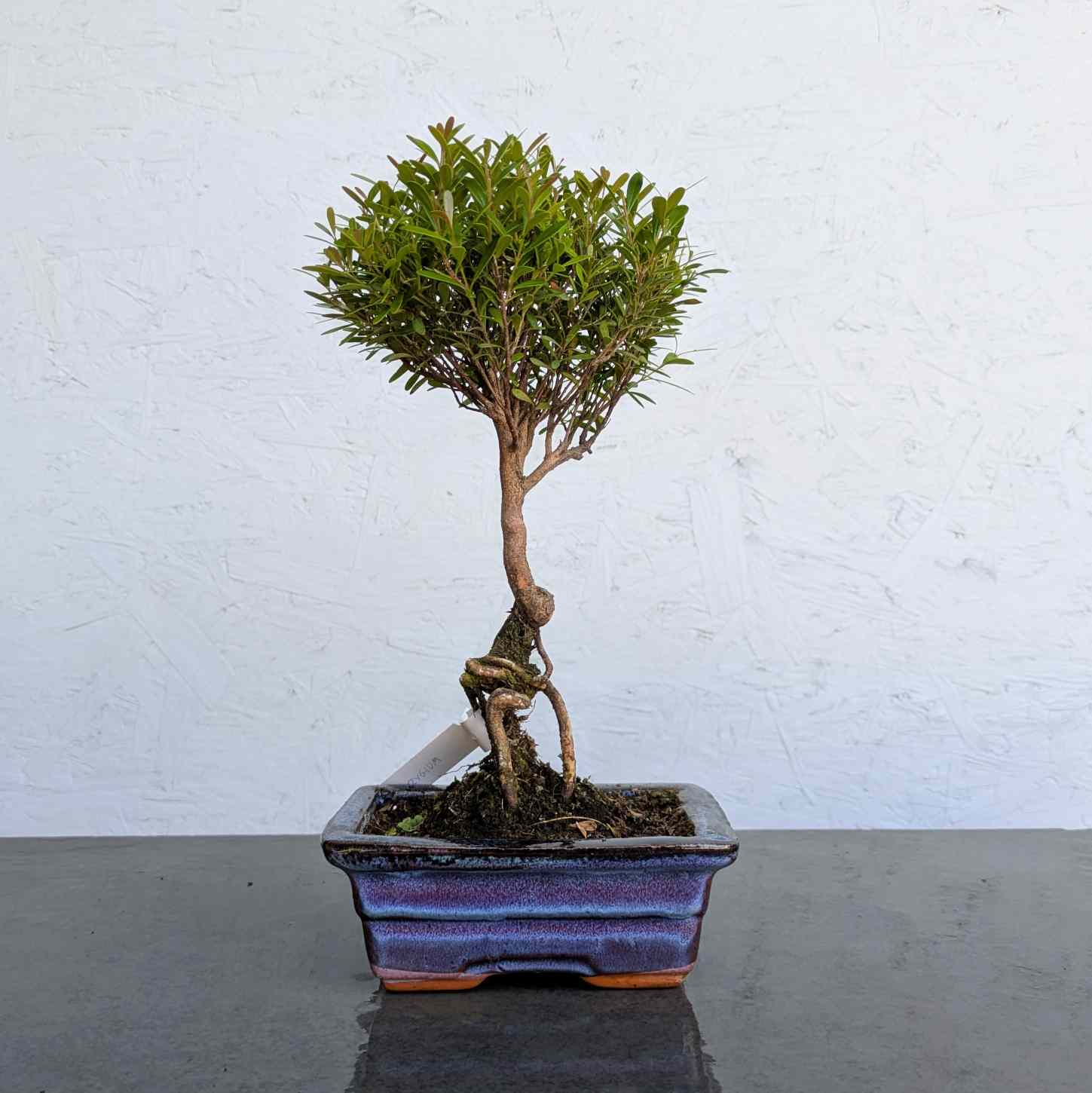 Syzygium