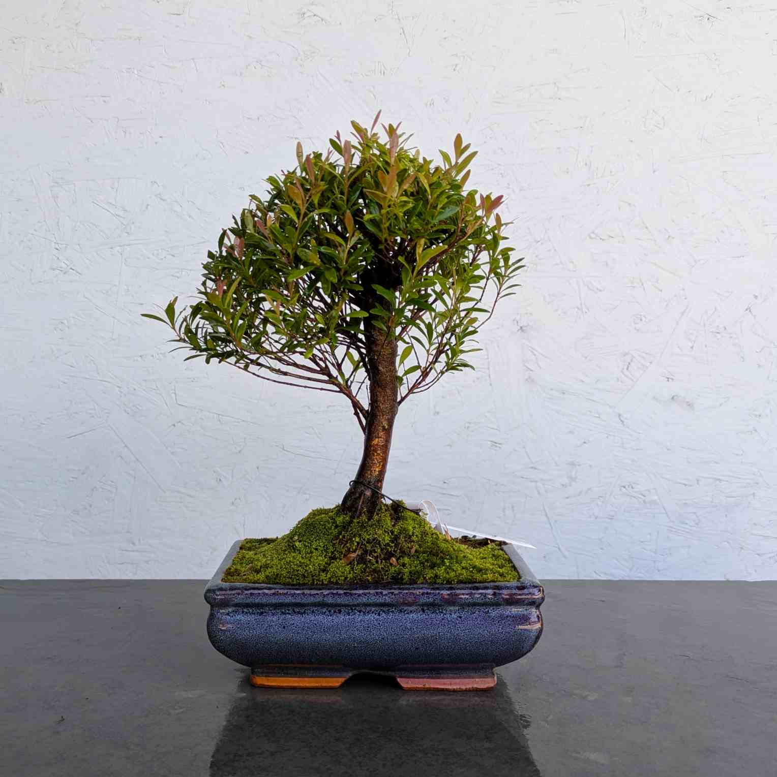 Syzygium