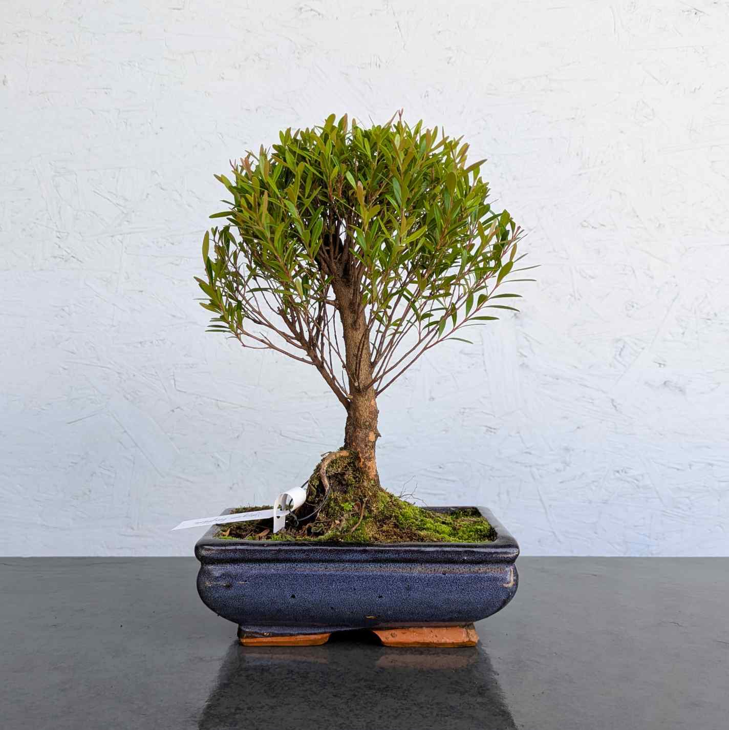 Syzygium