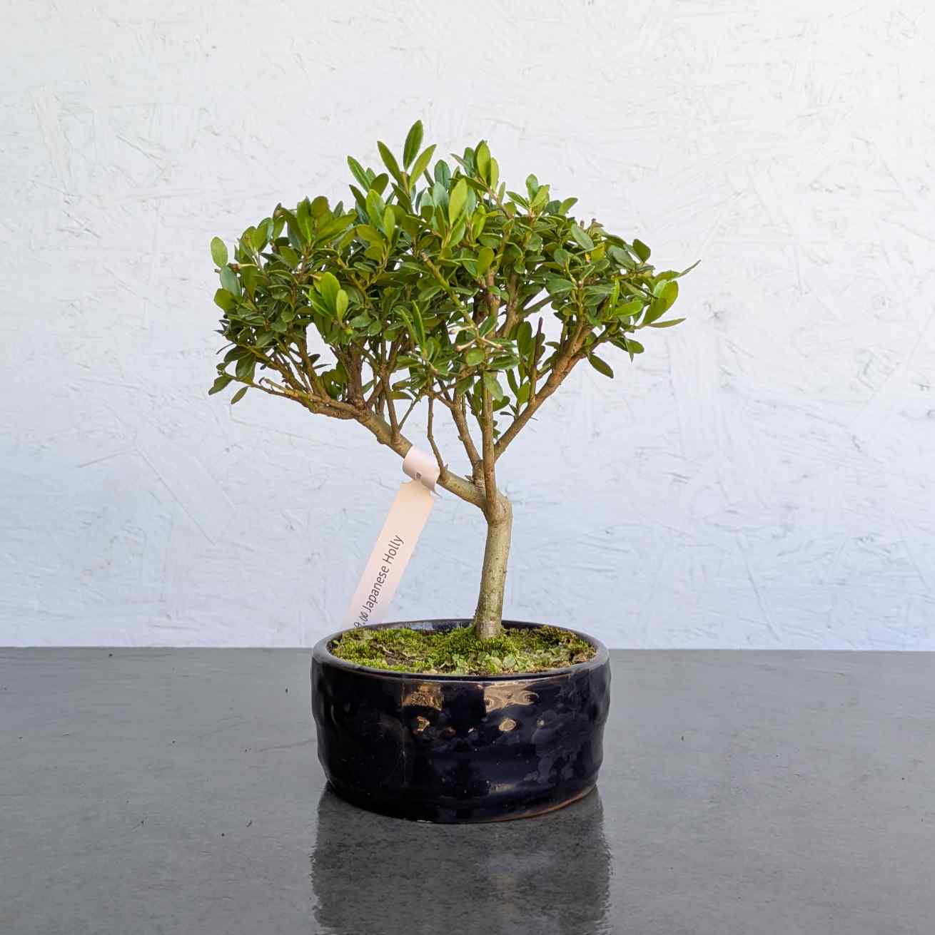 Japanese Holly