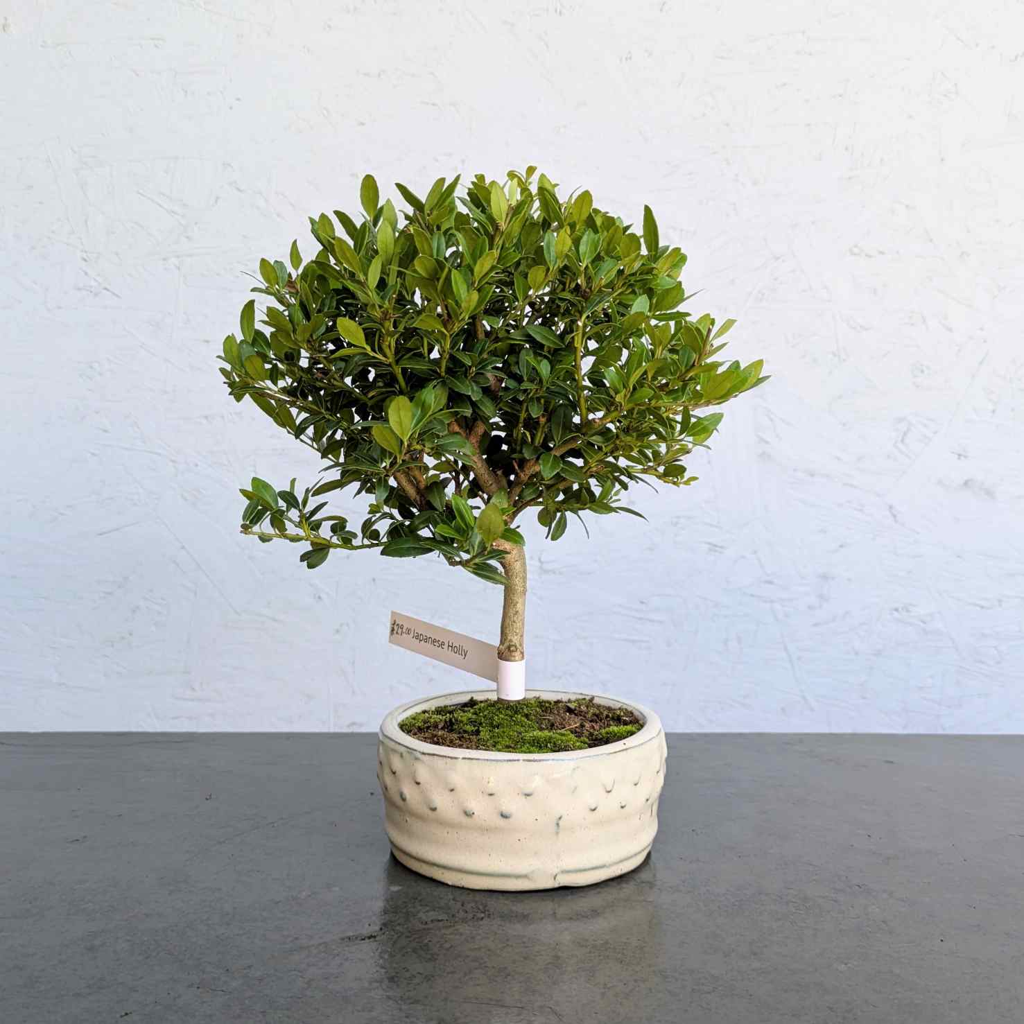 Japanese Holly