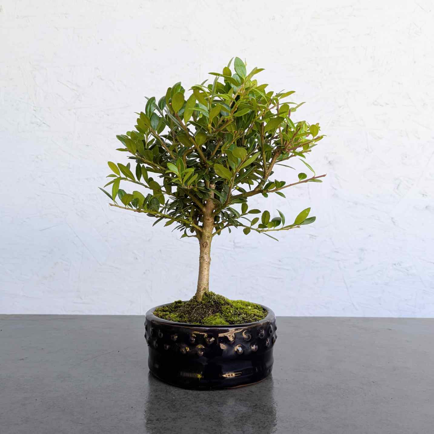 Japanese Holly