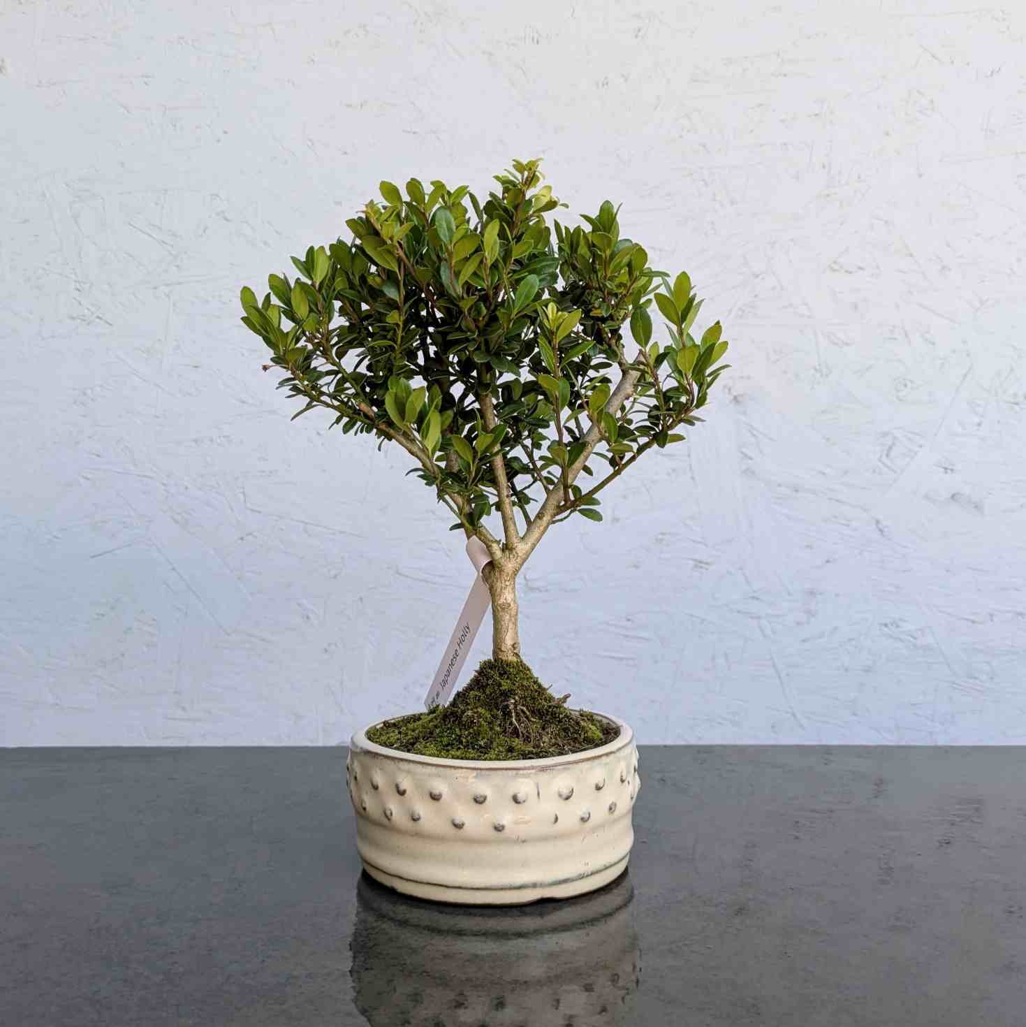 Japanese Holly