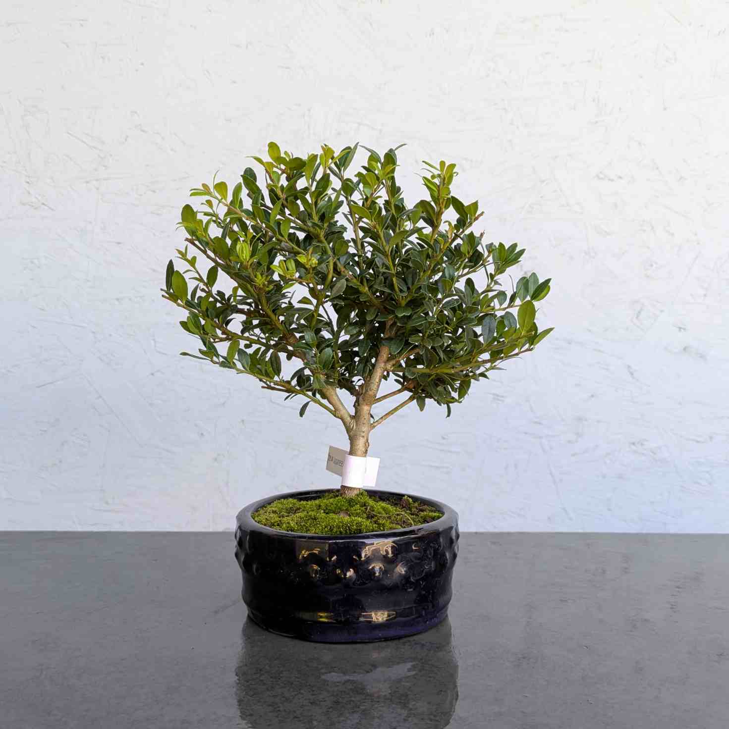 Japanese Holly