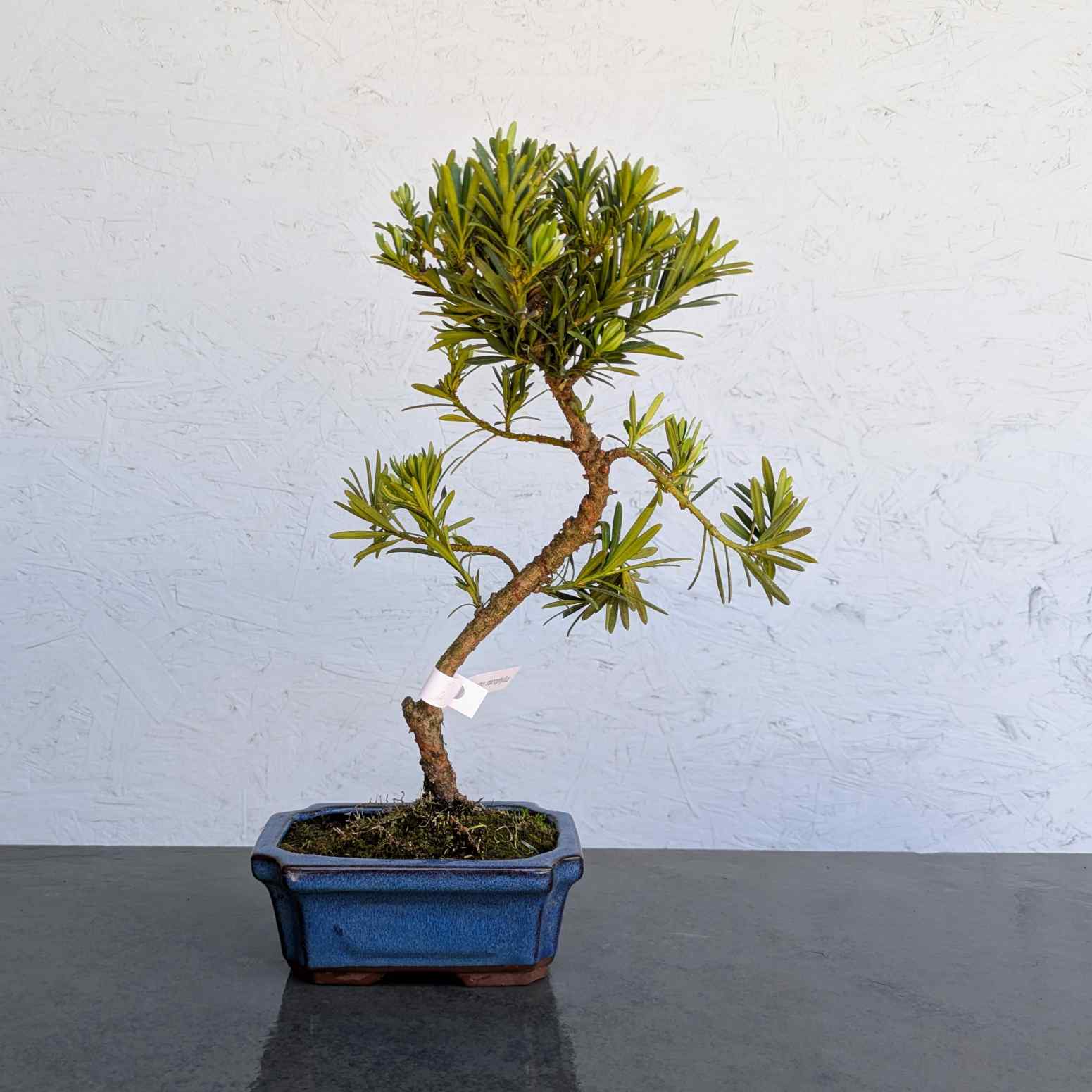 Buddhist Pine