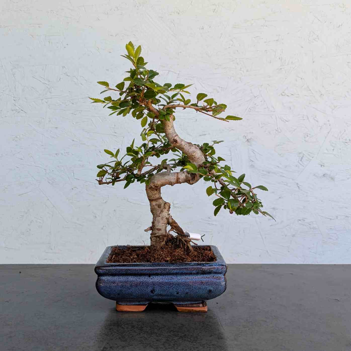 Chinese Elm