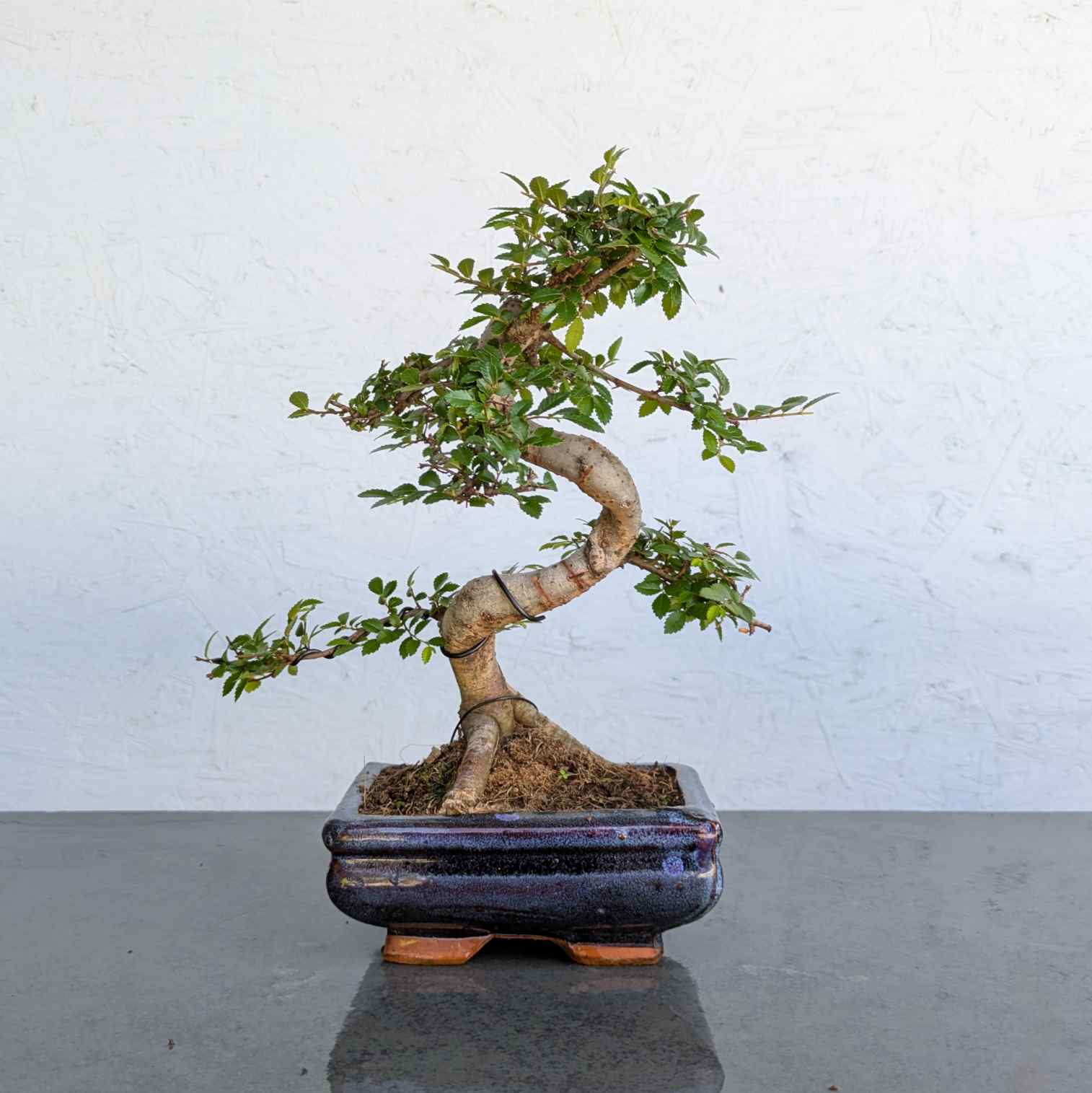 Chinese Elm