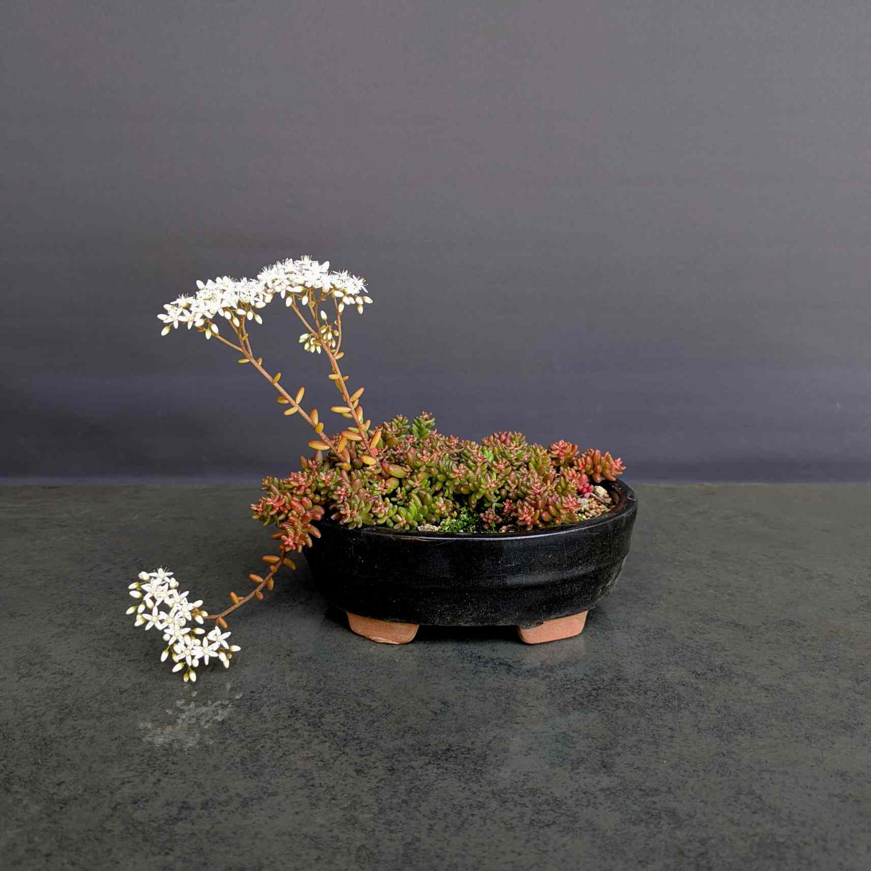 White Stonecrop Accent