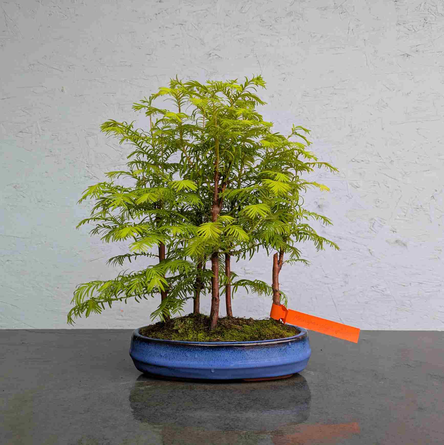Dawn Redwood Group