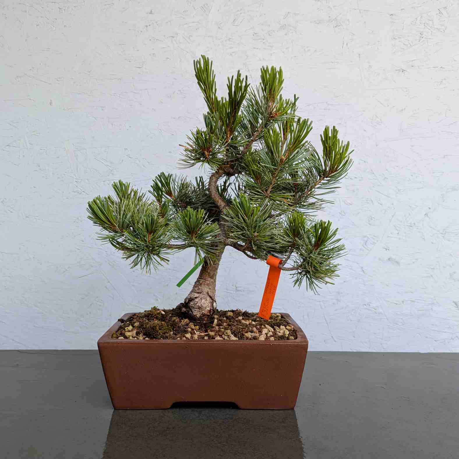 Japanese White Pine