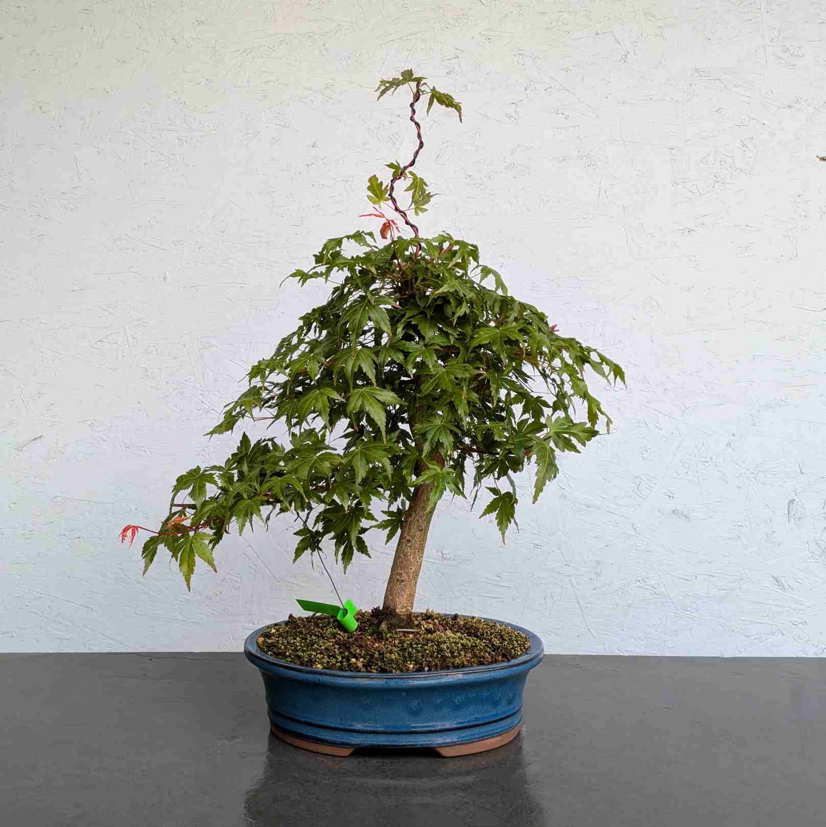 Japanese Maple