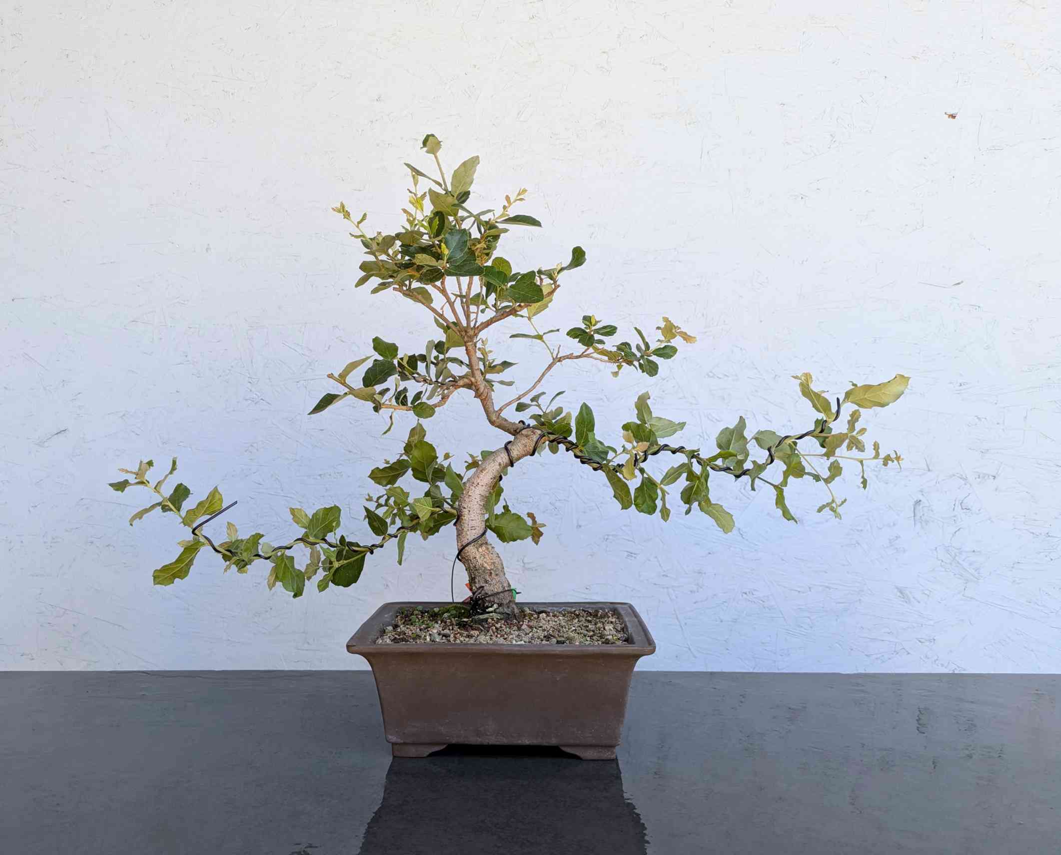 Cork Oak