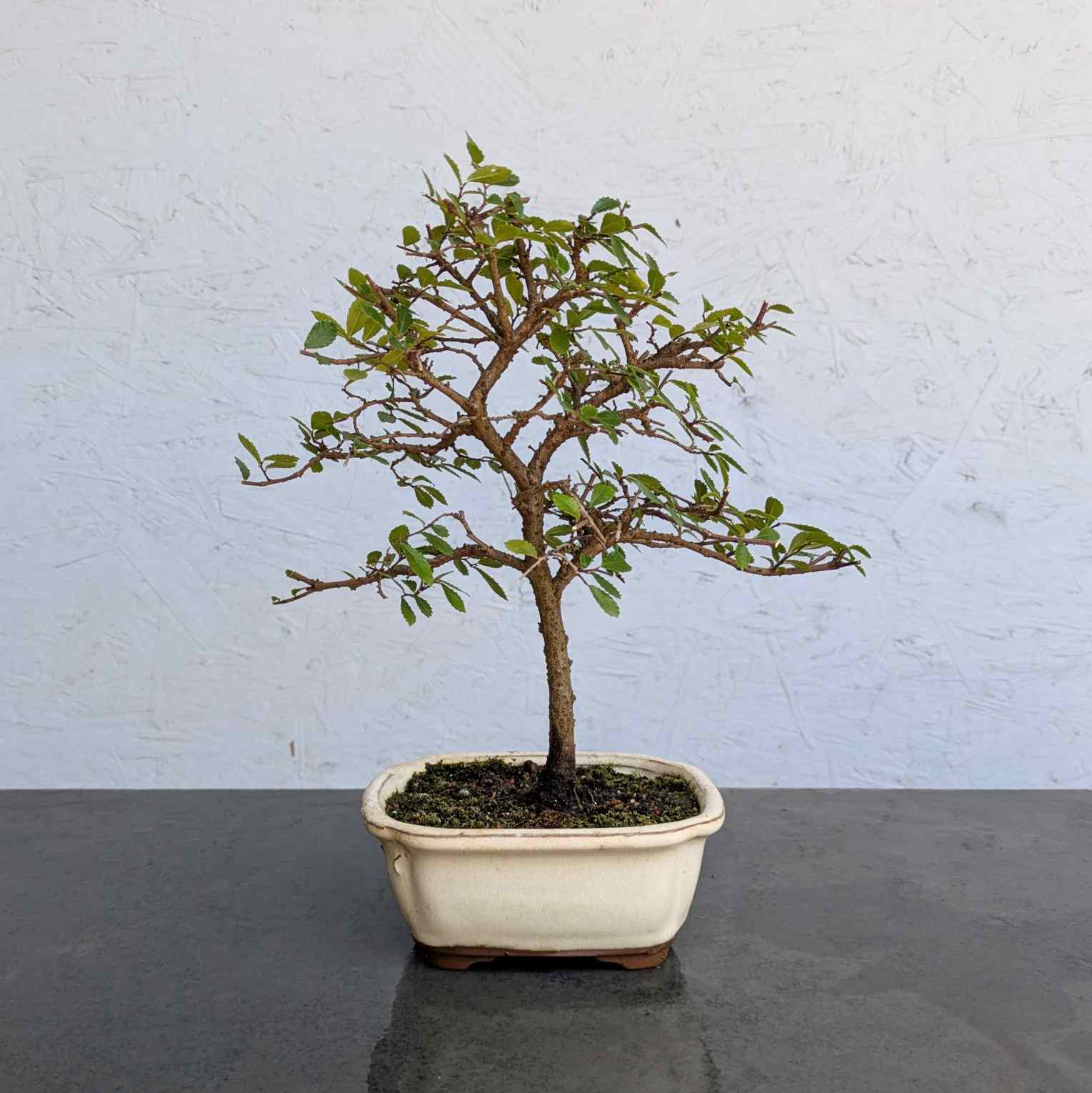 Chinese Elm