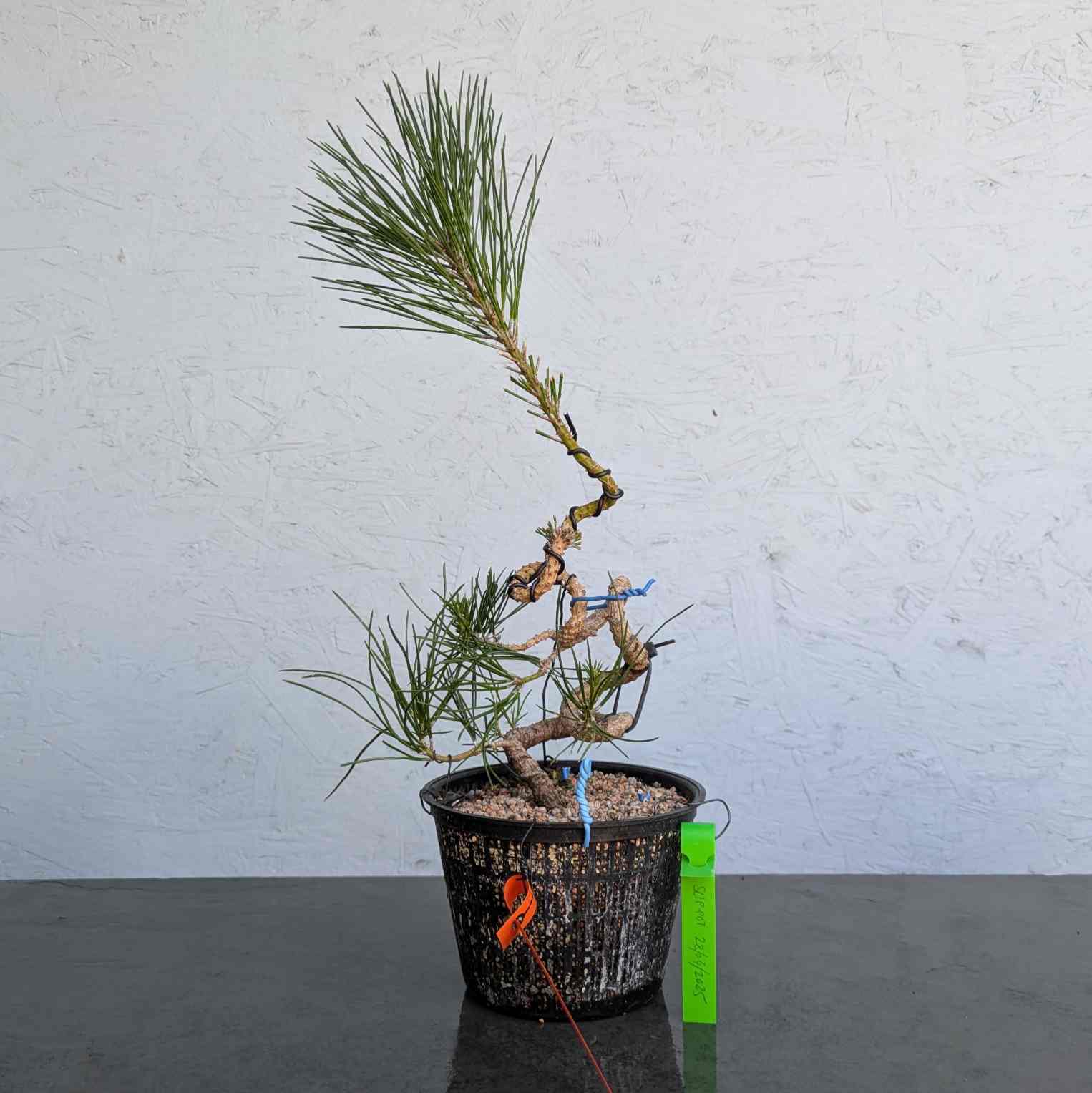Japanese Black Pine