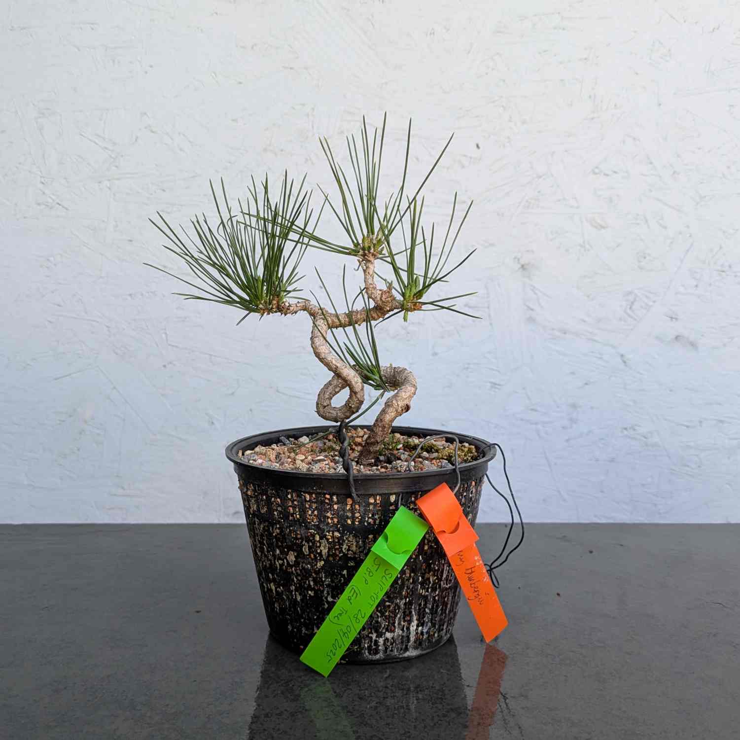 Japanese Black Pine