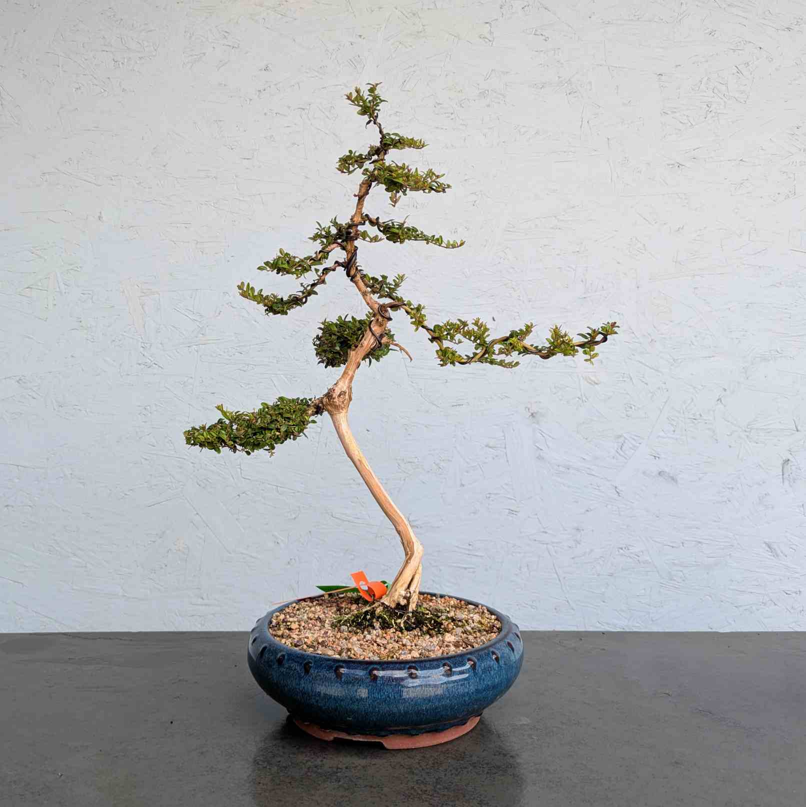 Chinese Honeysuckle