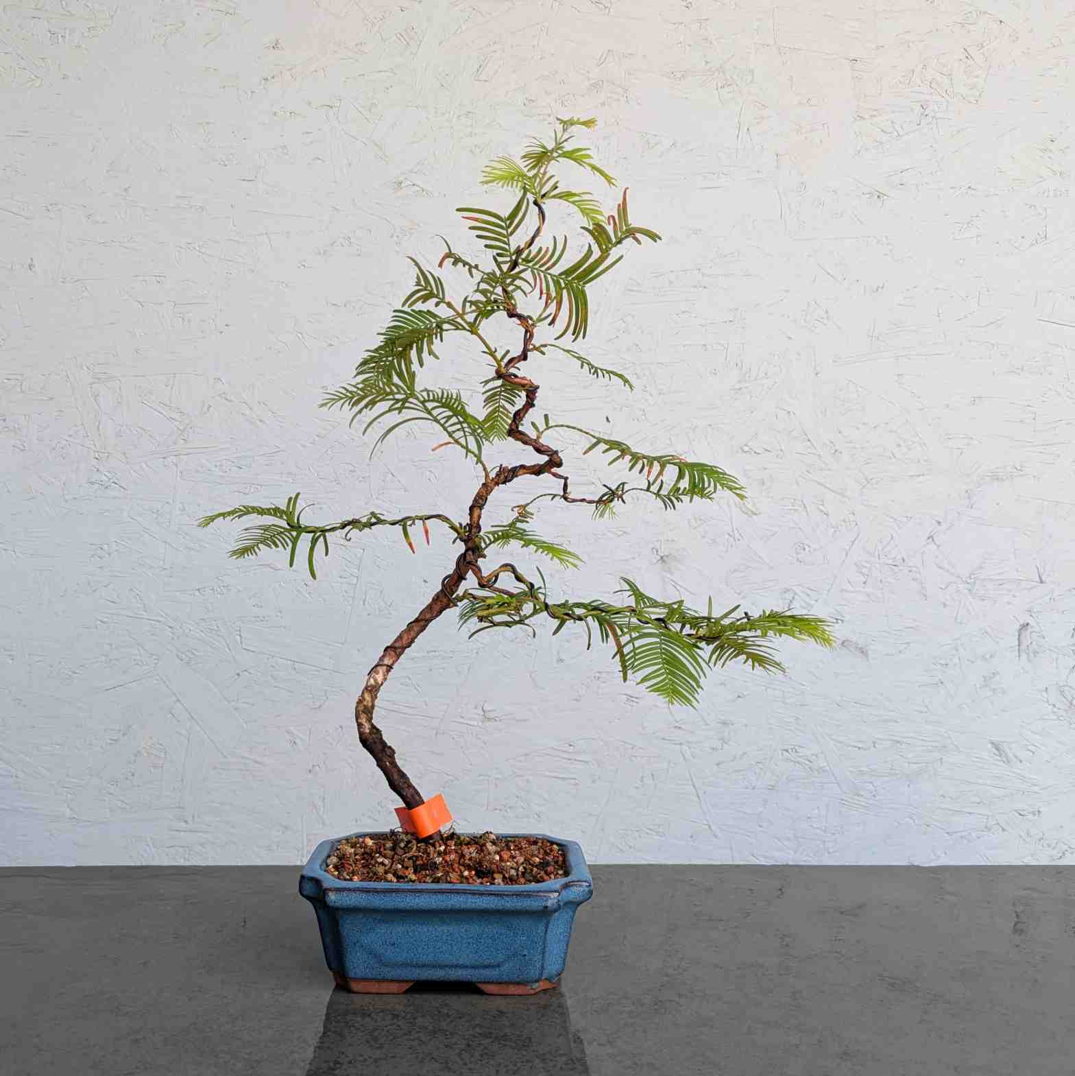 Dawn Redwood