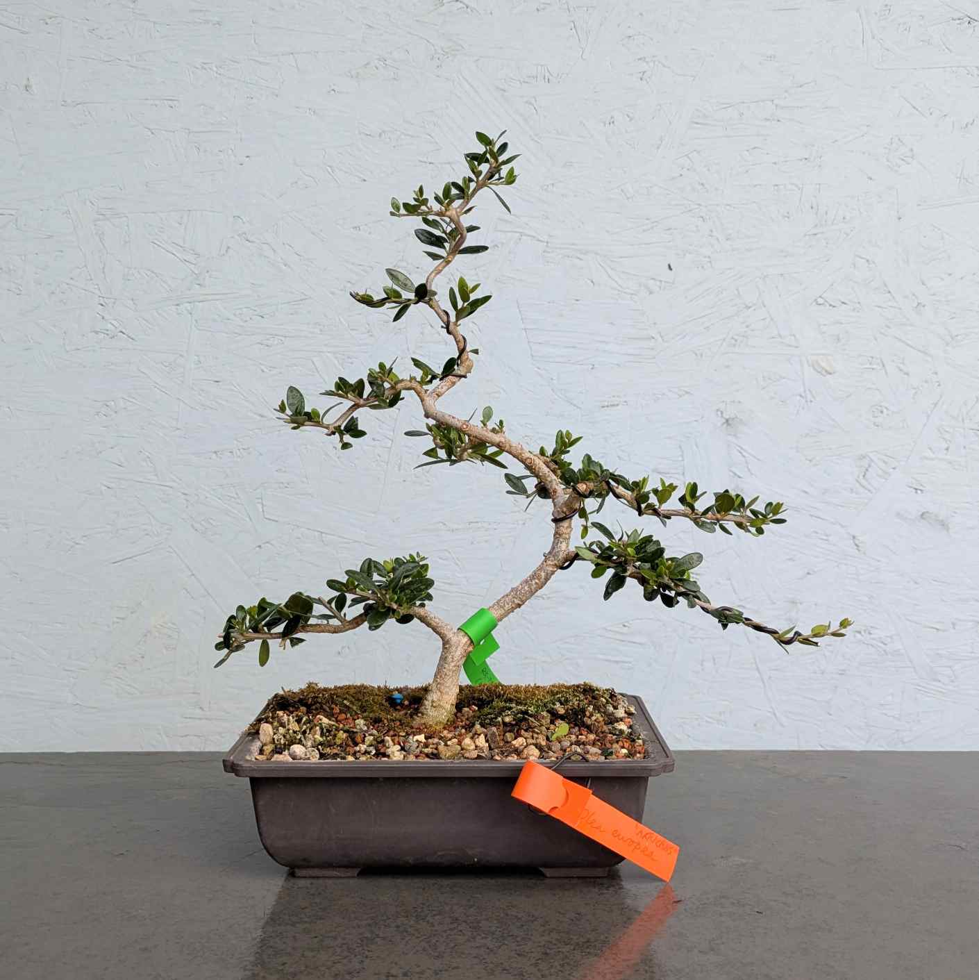African Olive