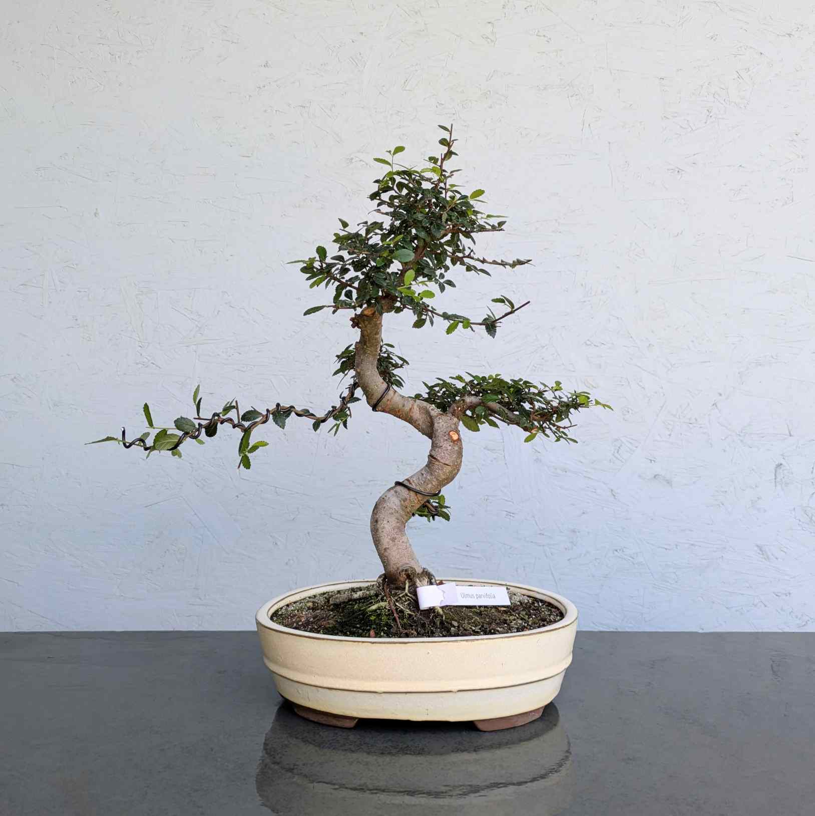 Chinese Elm