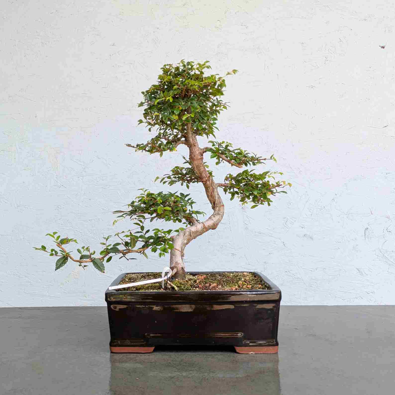 Chinese Elm