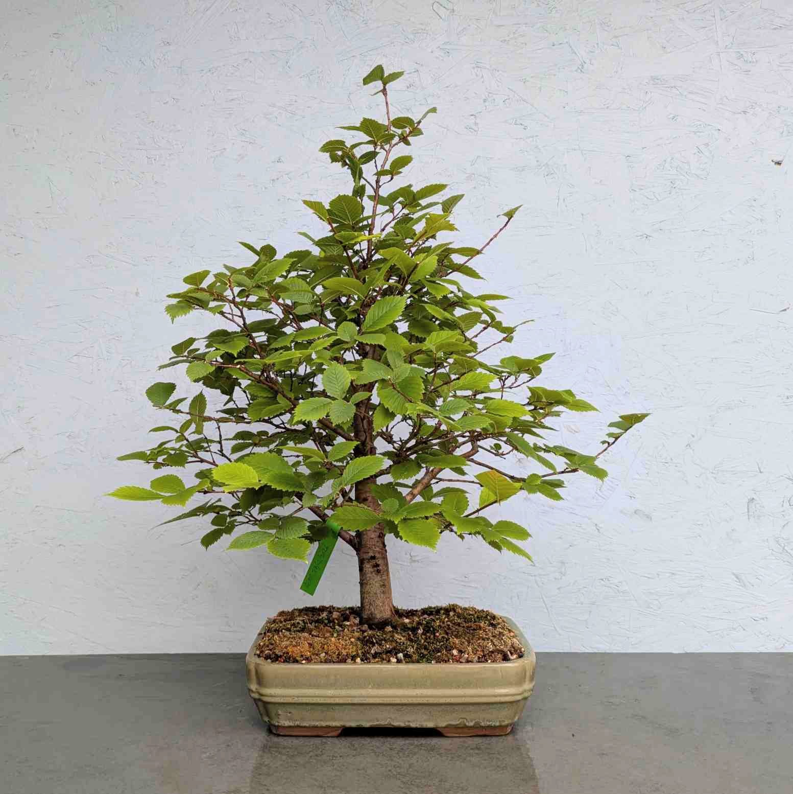 Siberian Elm