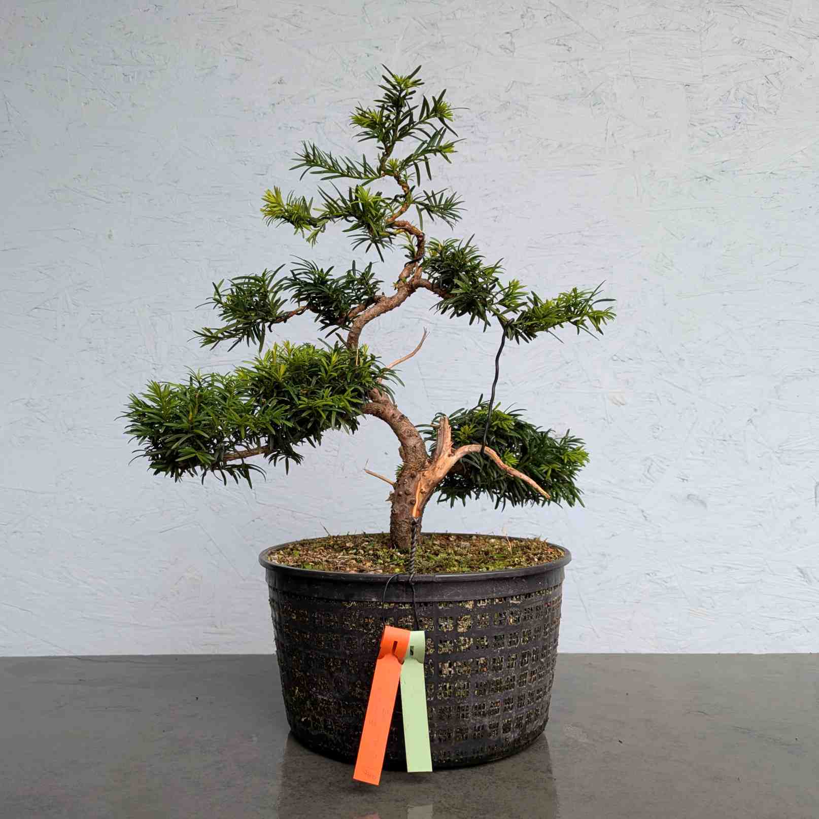 European Yew