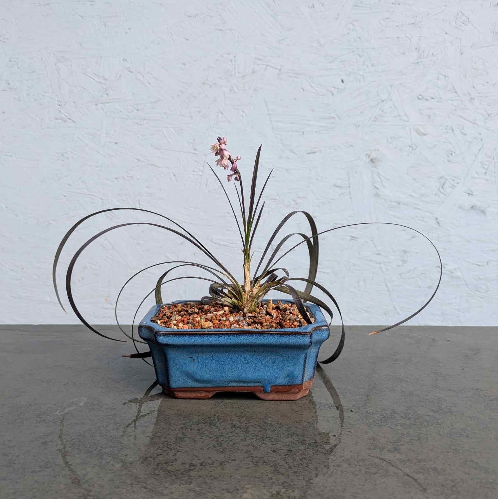 Black Lilyturf Accent Plant