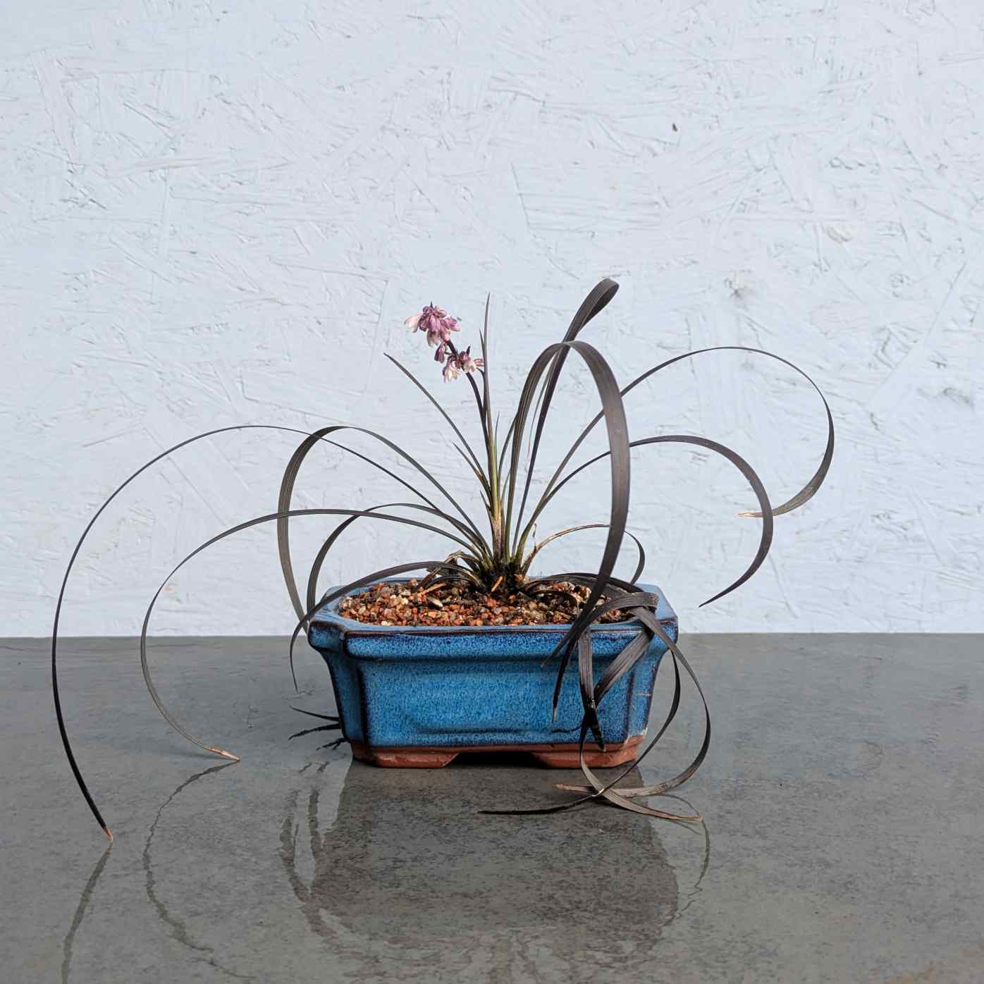 Black Lilyturf Accent Plant
