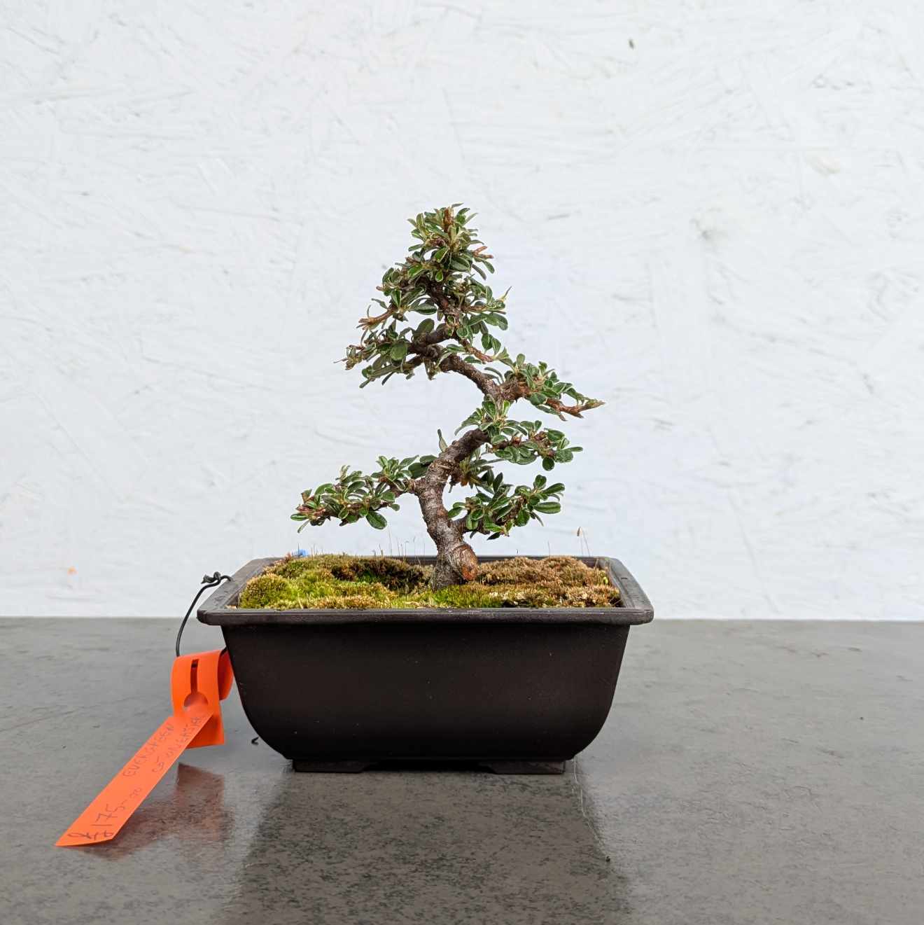 Evergreen Cotoneaster